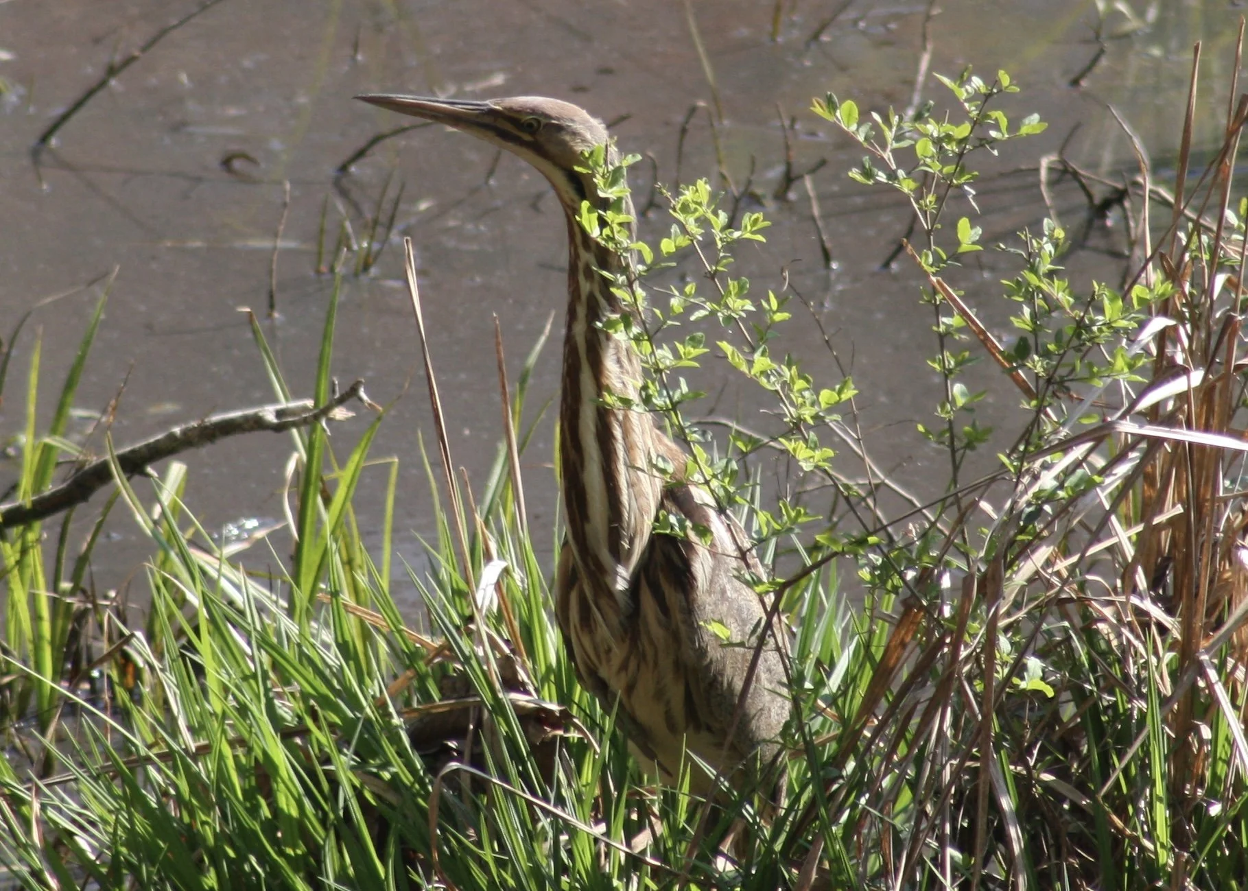 American Bittern, Atlanta, GA, 2026.