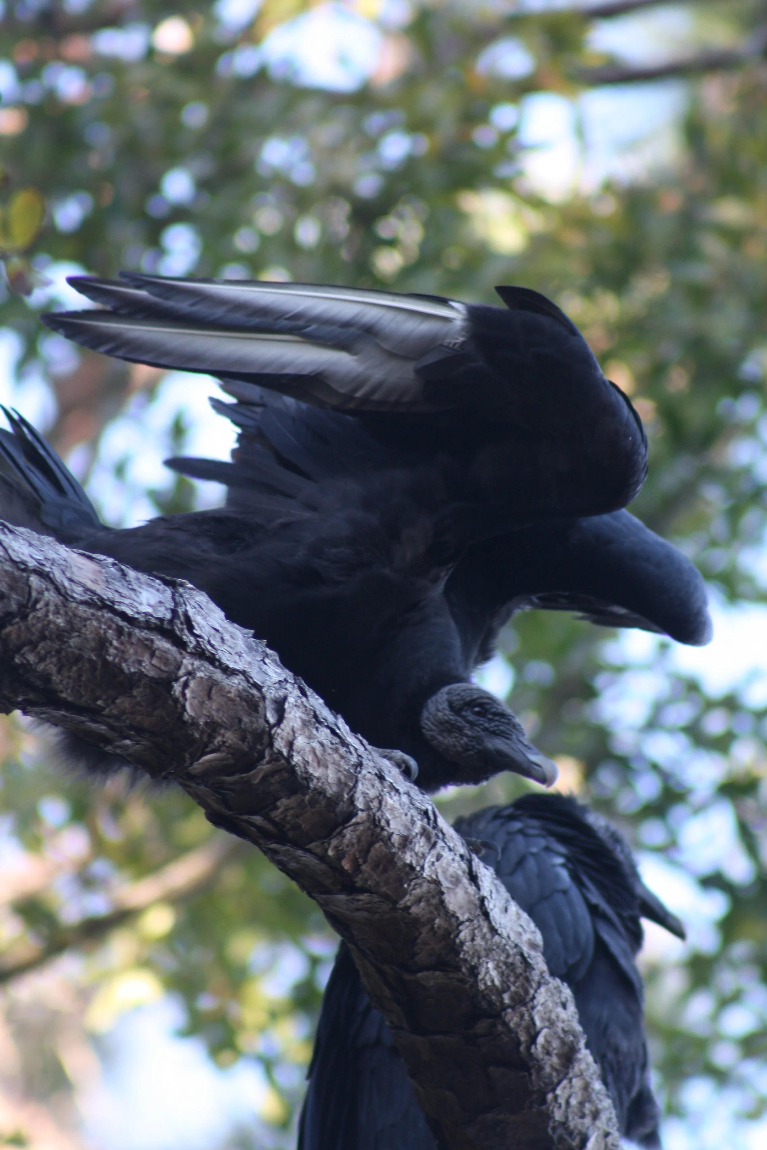 Black Vulture, Jekyll Island, GA, 2026.