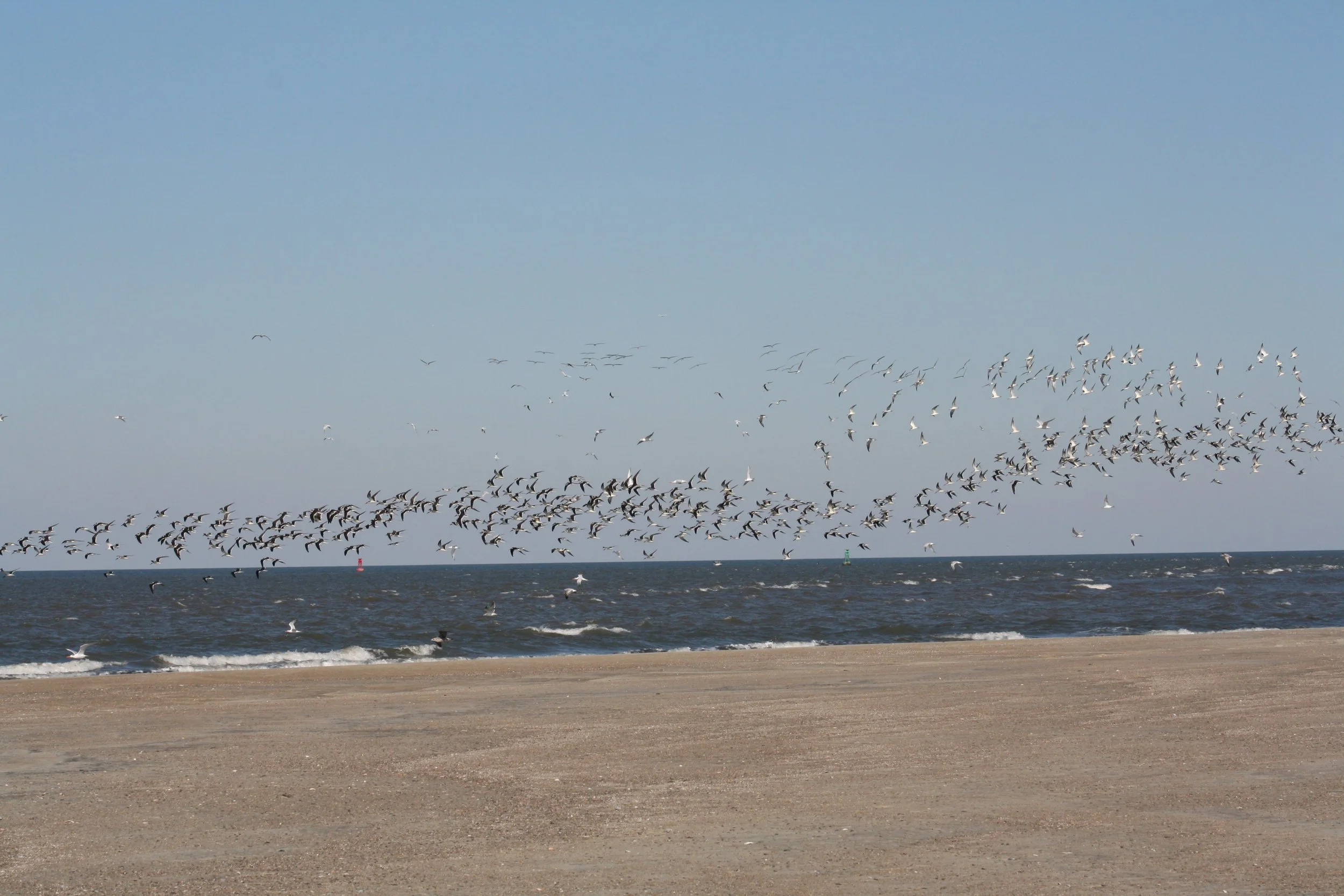 Black Skimmer, Tybee Island, GA, 2025.