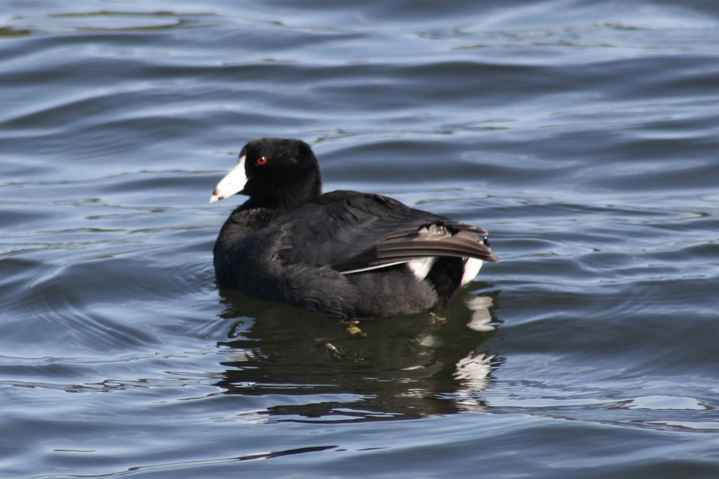 American Coot, Savannah, GA, 2026.