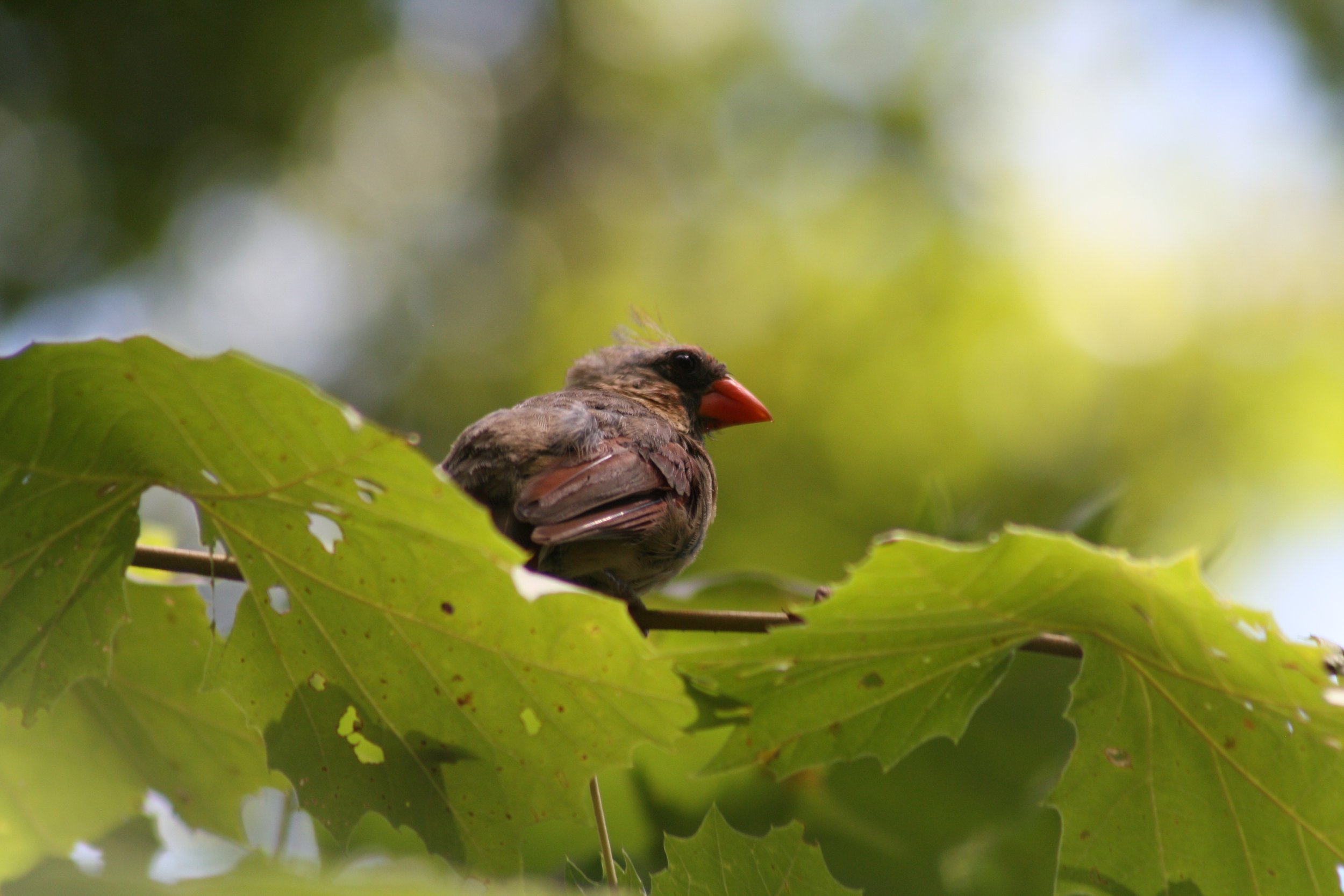 Northern Cardinal, Alpharetta, GA, 2025.