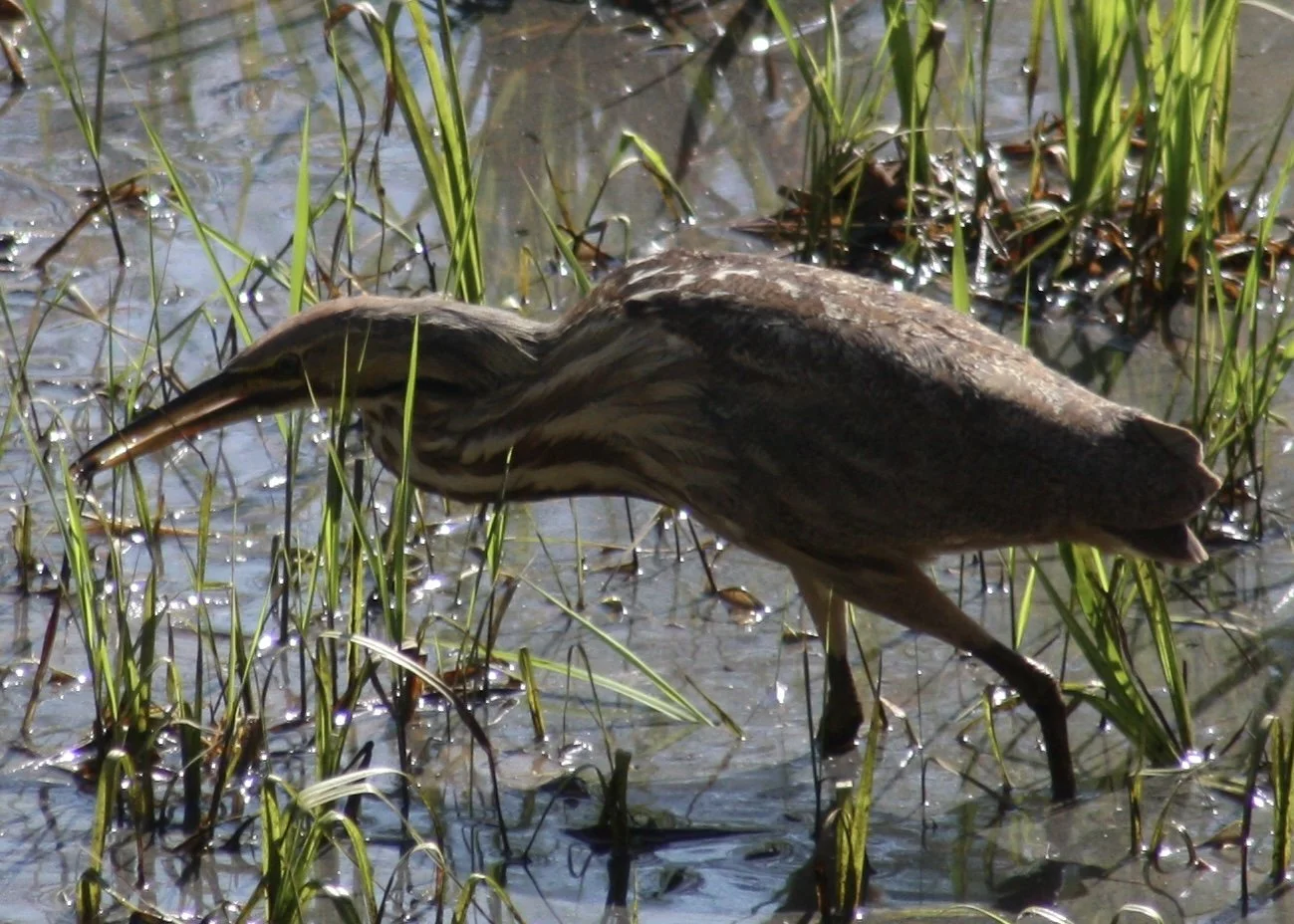 American Bittern, Atlanta, GA, 2026.