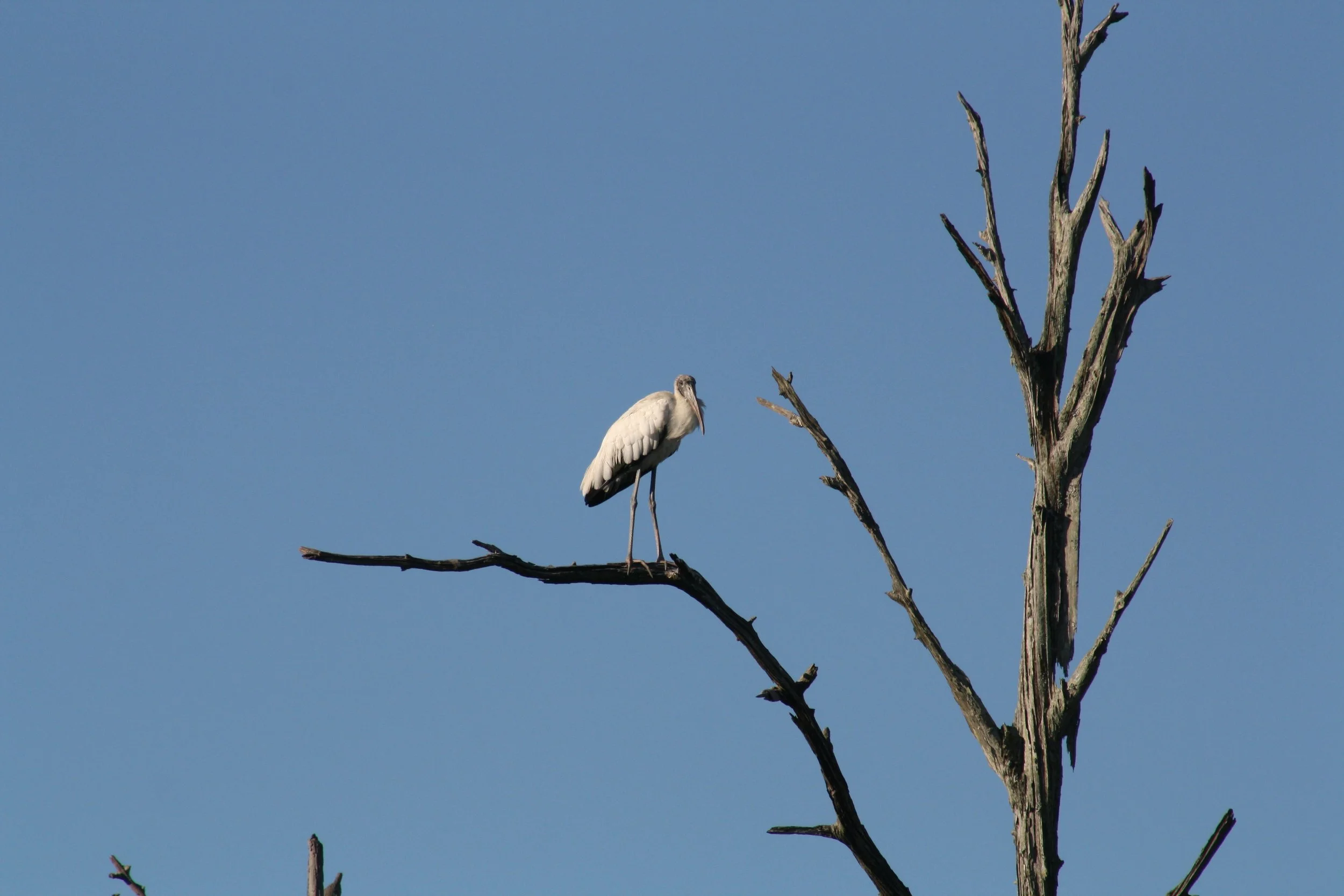 Wood Stork, Skidaway Island, GA, 2025.