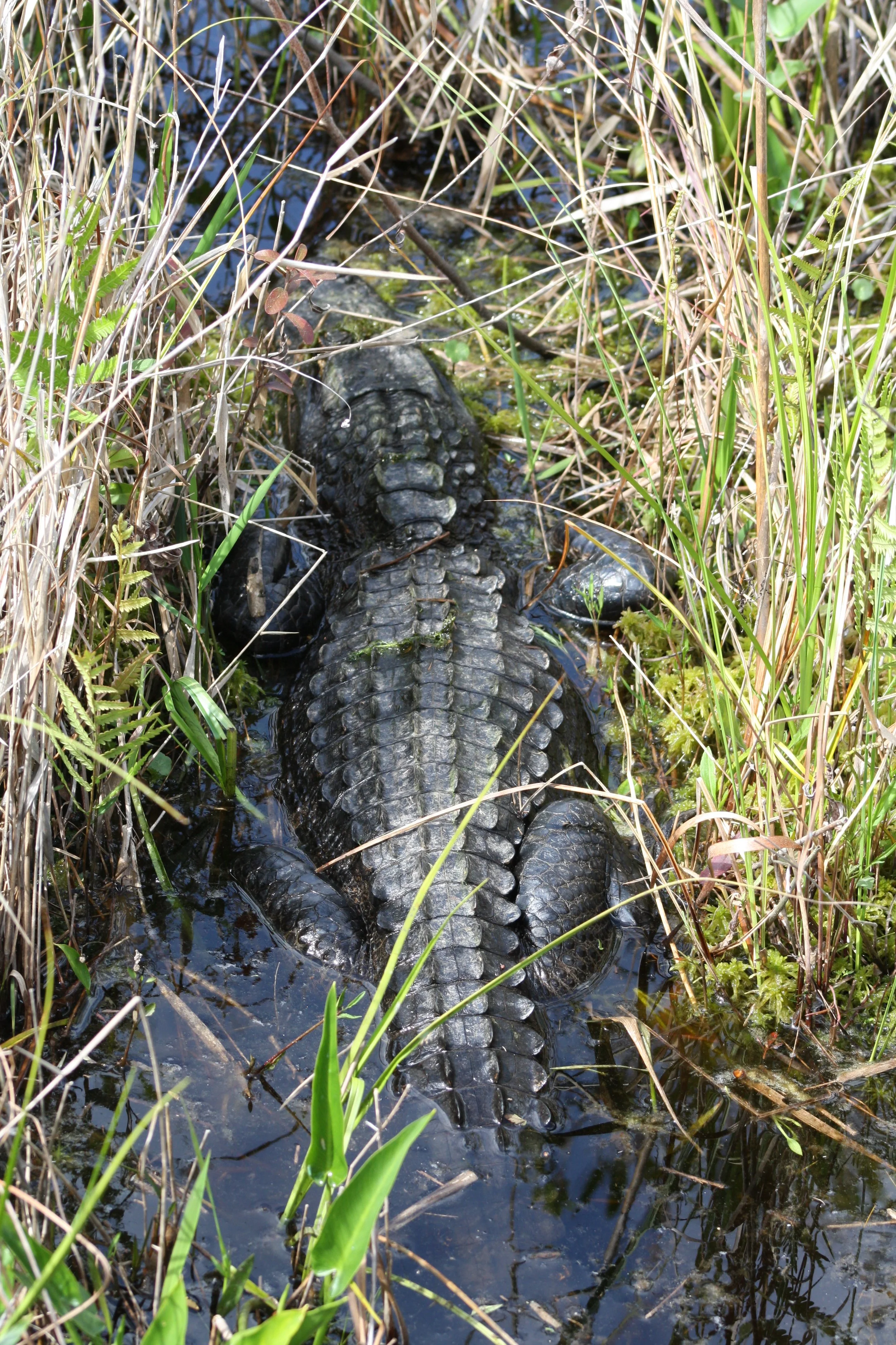 Alligator, Okefenokee Swamp, GA, 2025.