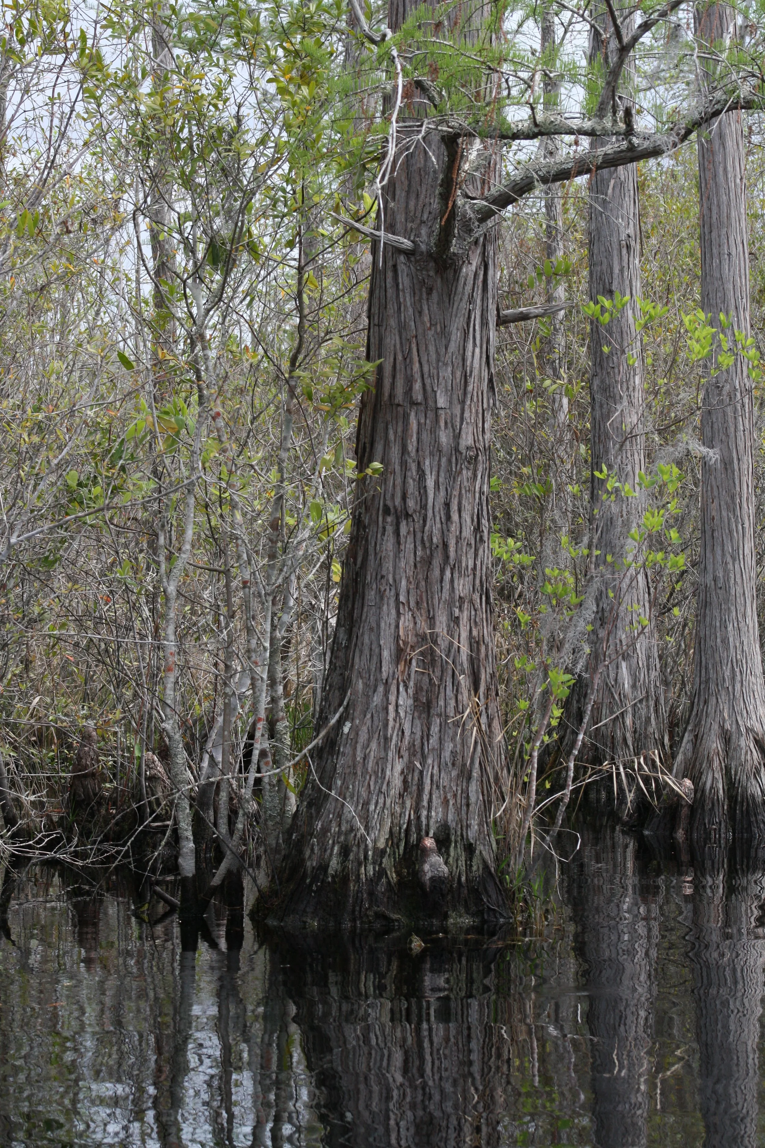 Okefenokee Swamp, GA, 2025.