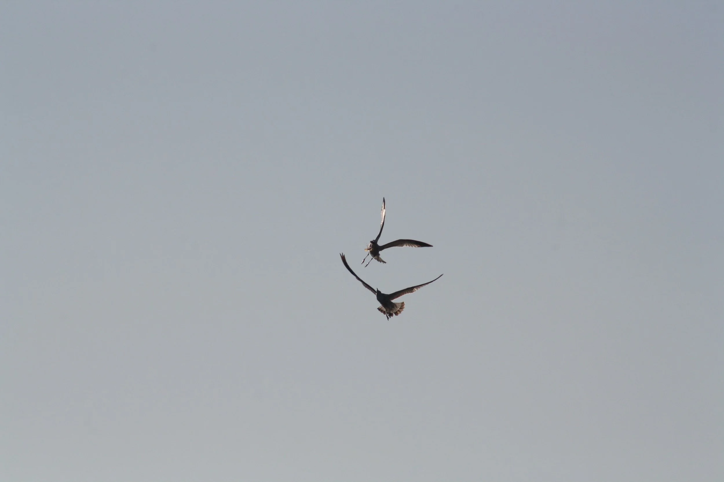 Ring Billed Gull, Jekyll Island, GA, 2025.