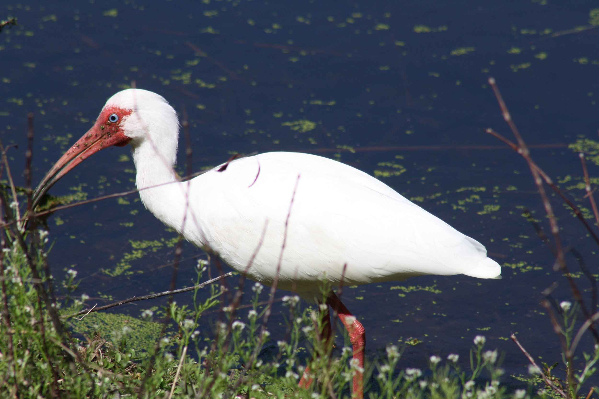 White Ibis, Hilton Head Island, SC, 2026.