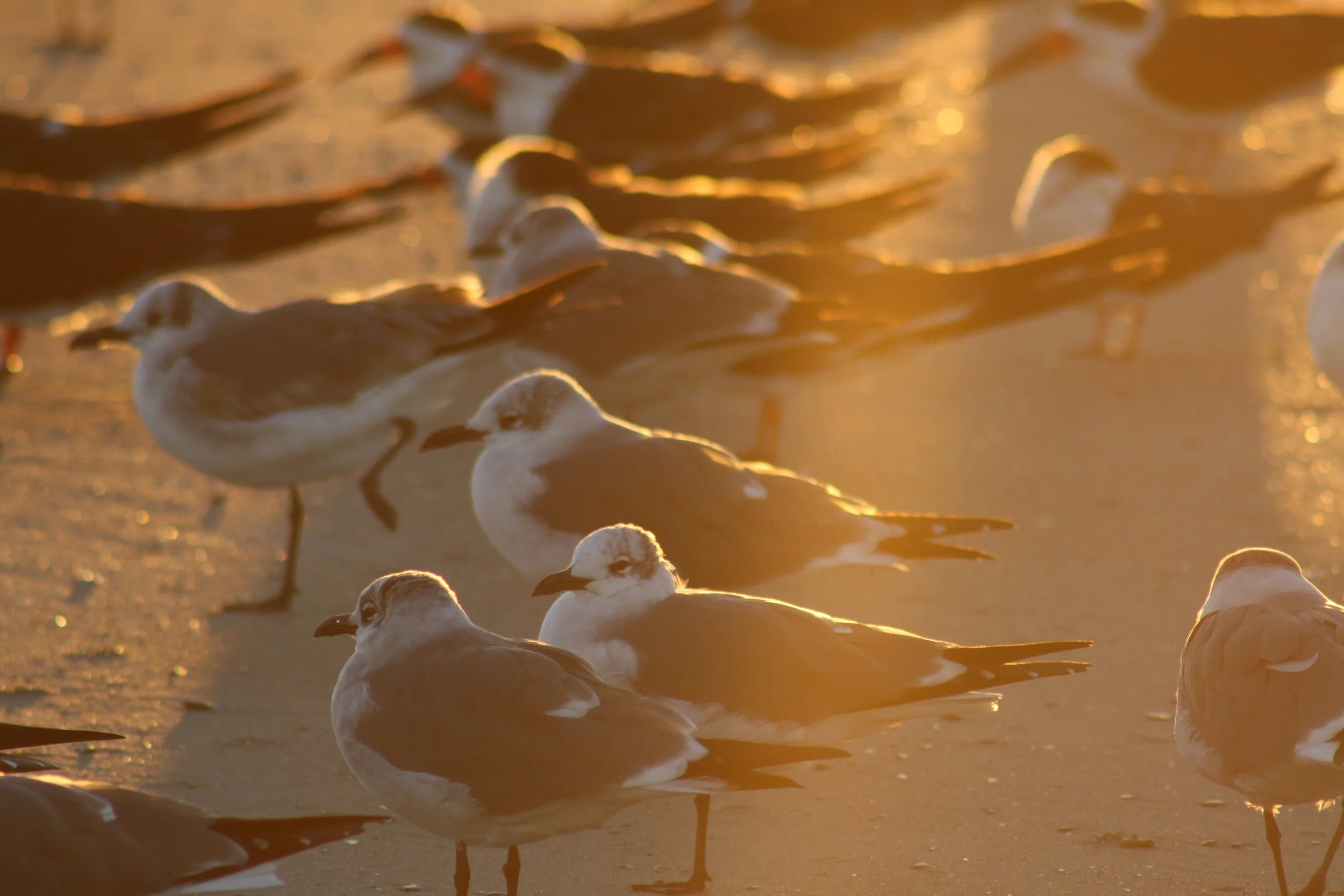Laughing Gull, Tybee Island, GA, 2025.