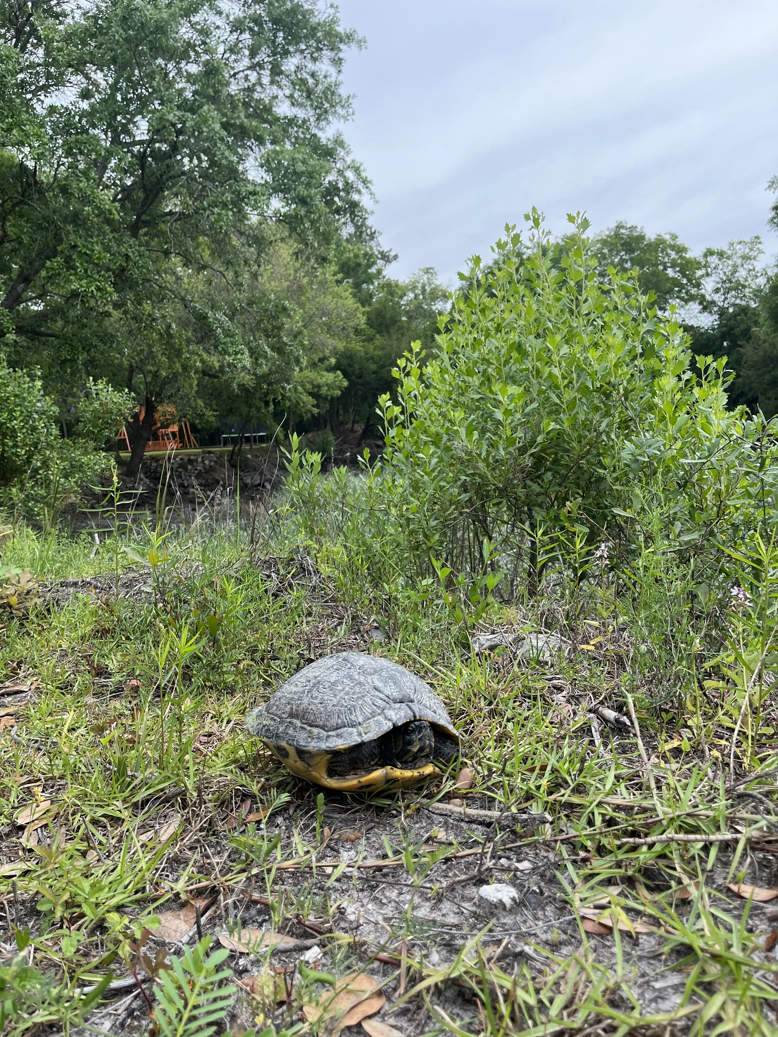 Turtle, Savannah, GA, 2024.
