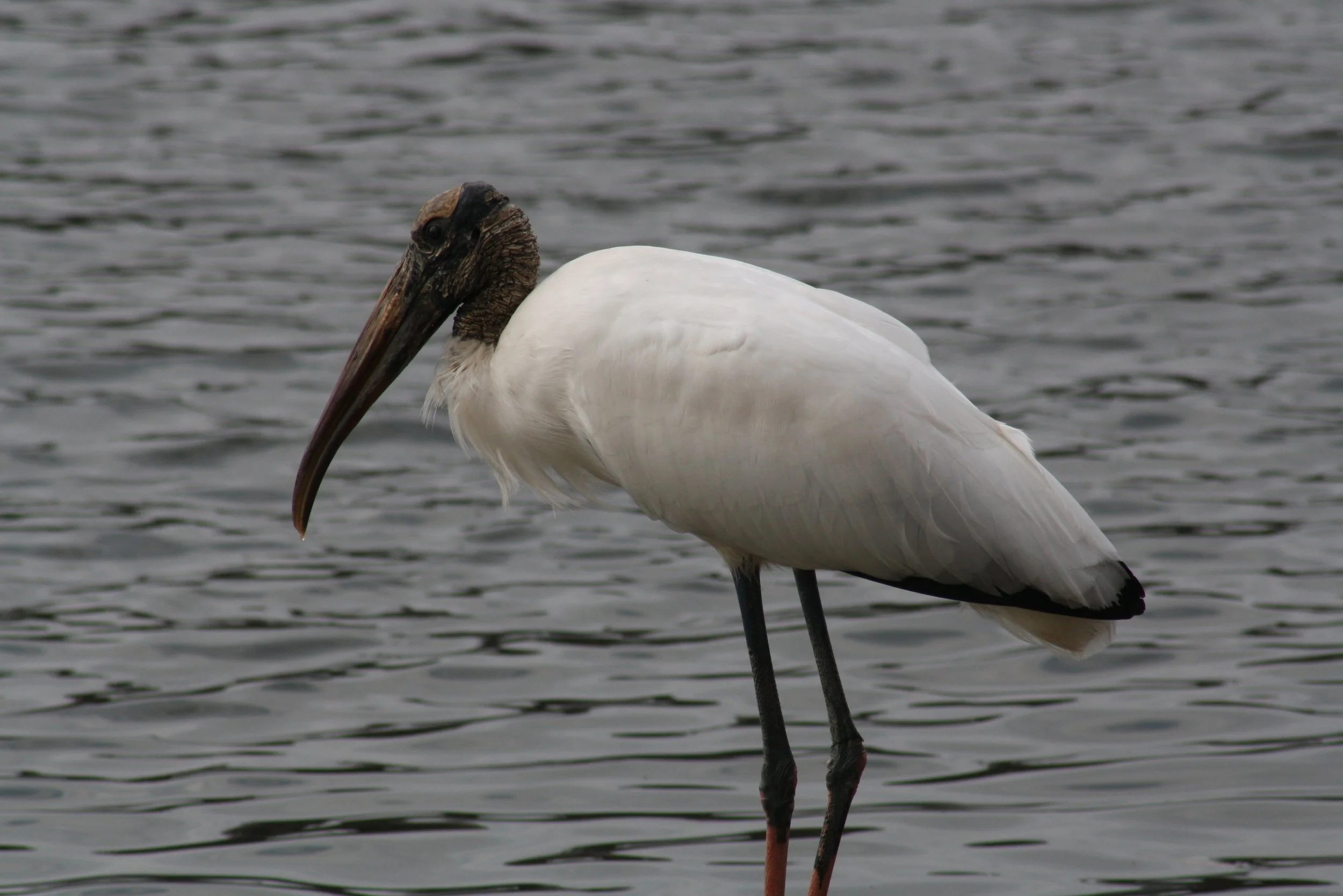 Wood Stork, Savannah, GA, 2026.