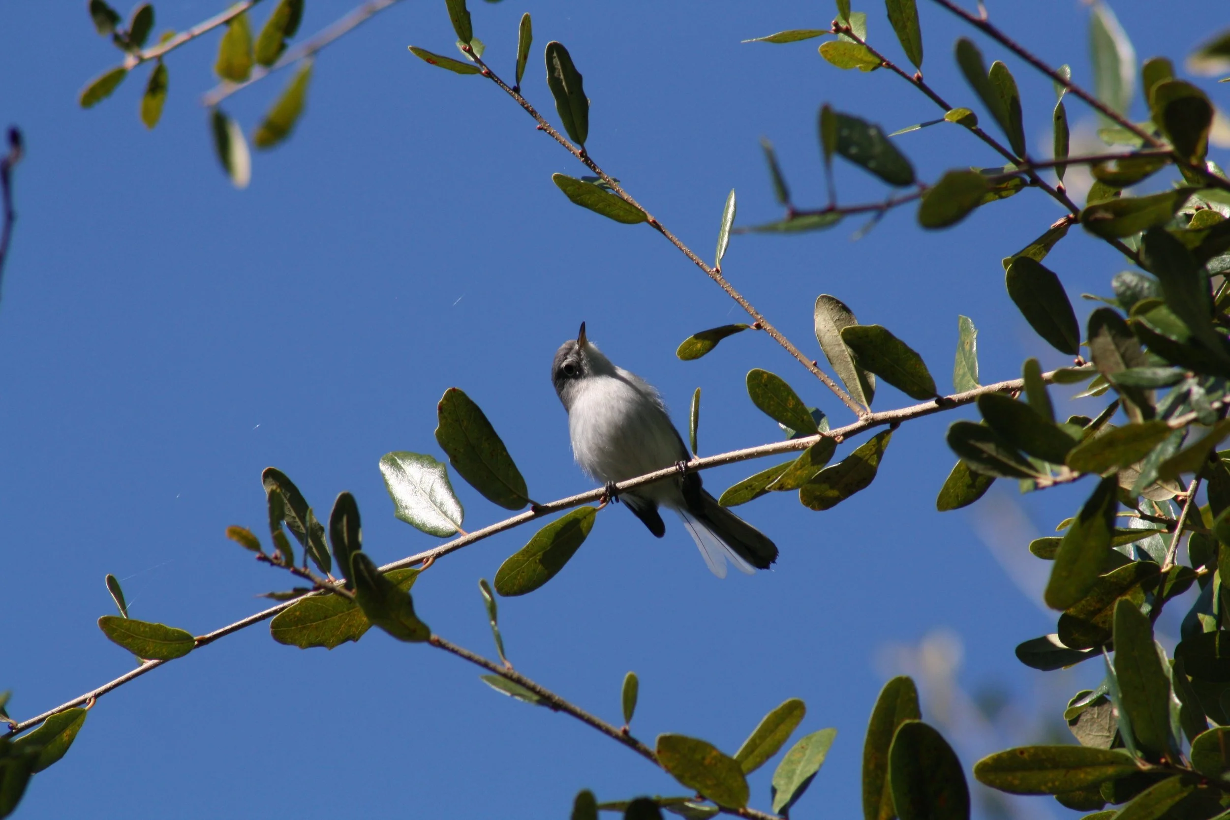 Blue Gray Gnatcatcher, Savannah, GA, 2025.