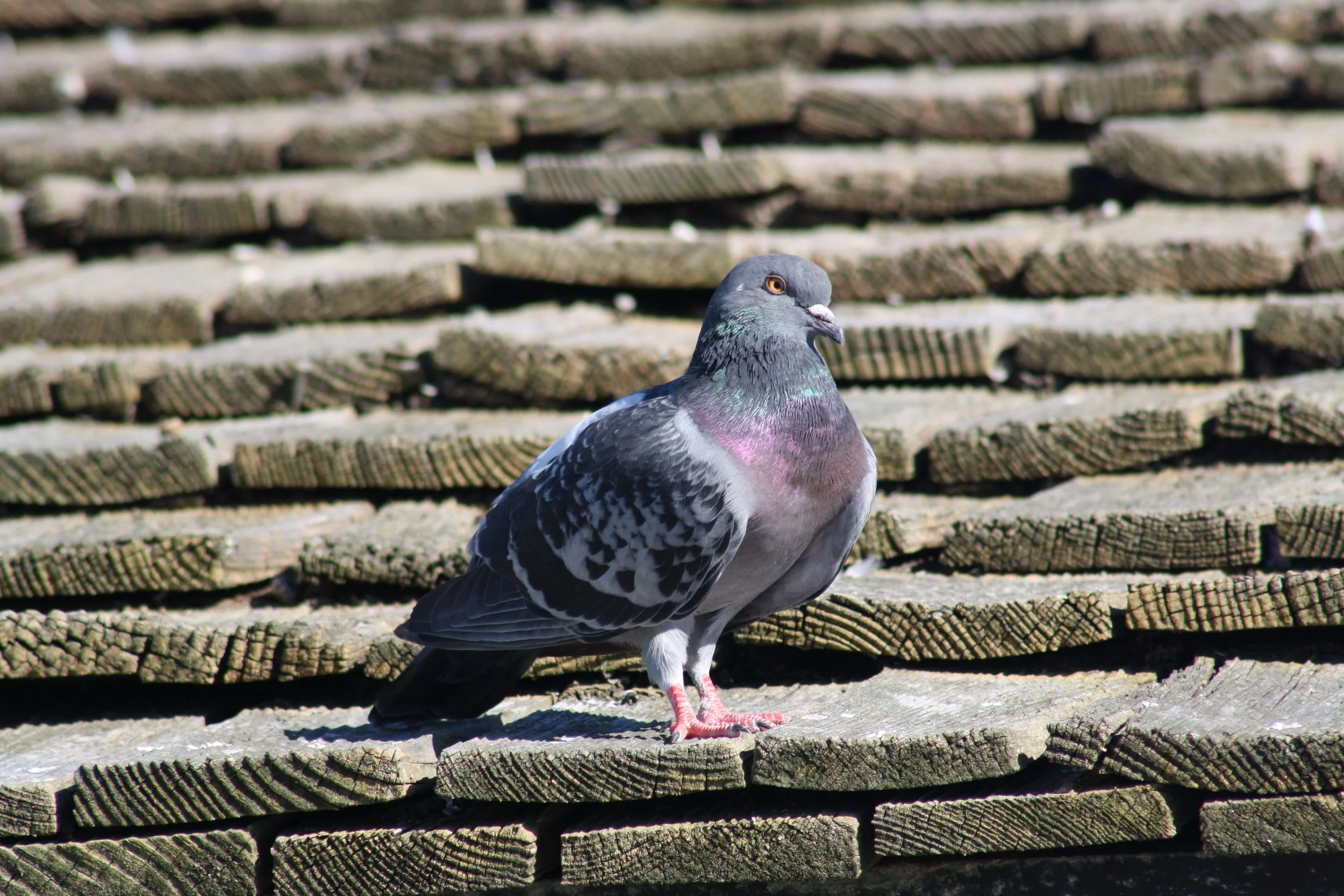 Rock Pigeon, Tybee Island, GA, 2025.