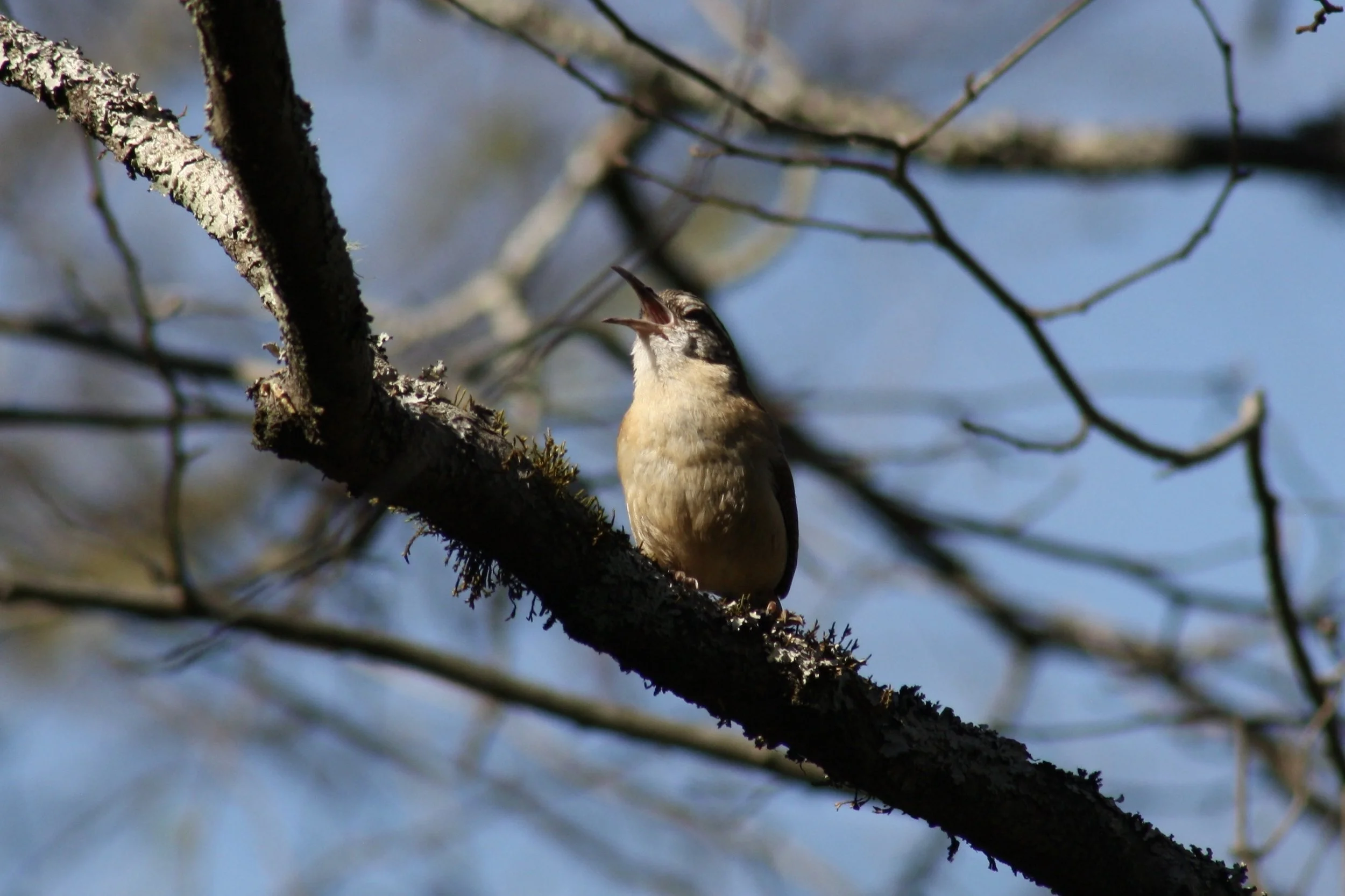 Carolina Wren, Cochran Shoals, GA, 2025.