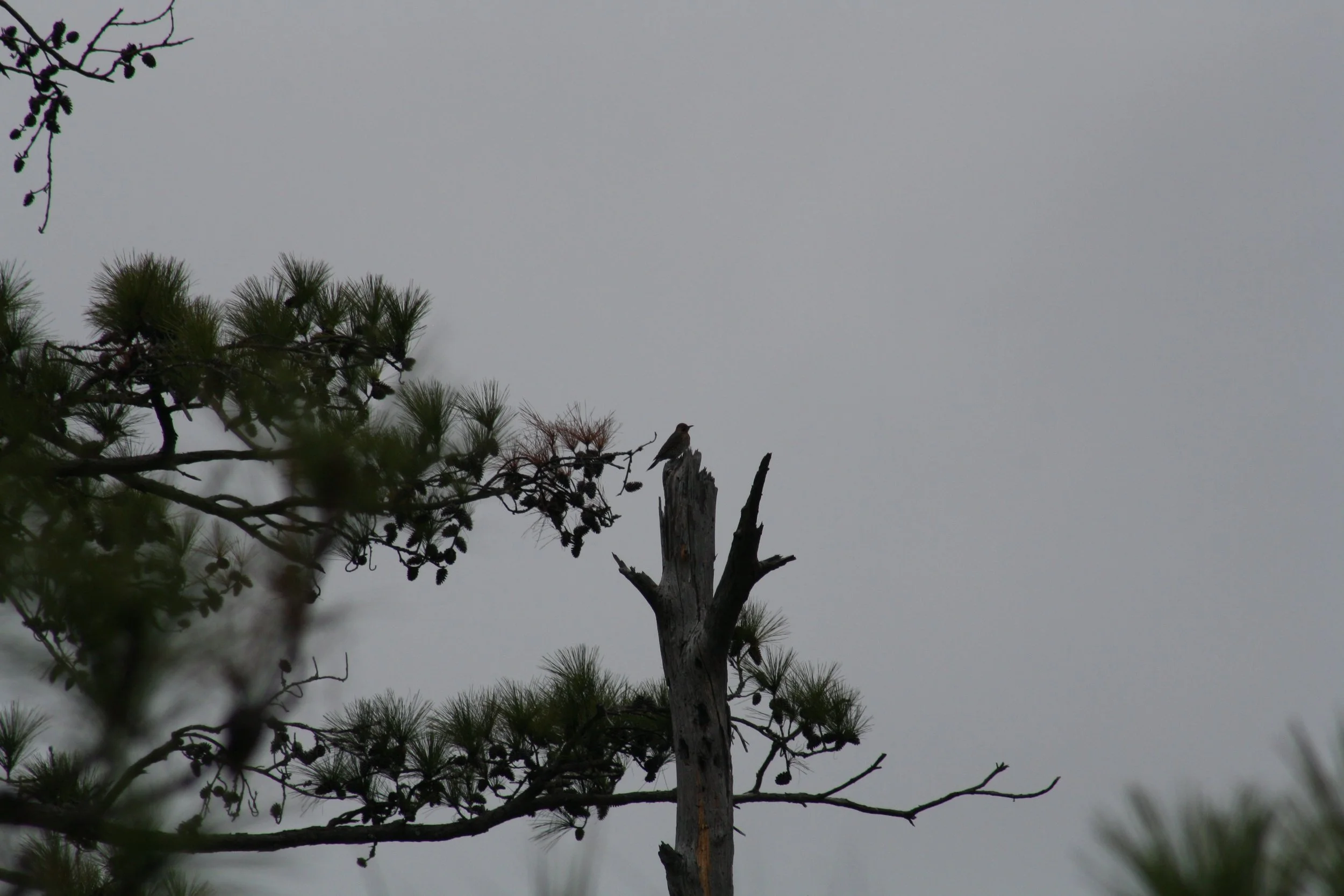 Northern Flicker, Skidaway Island, GA, 2025.
