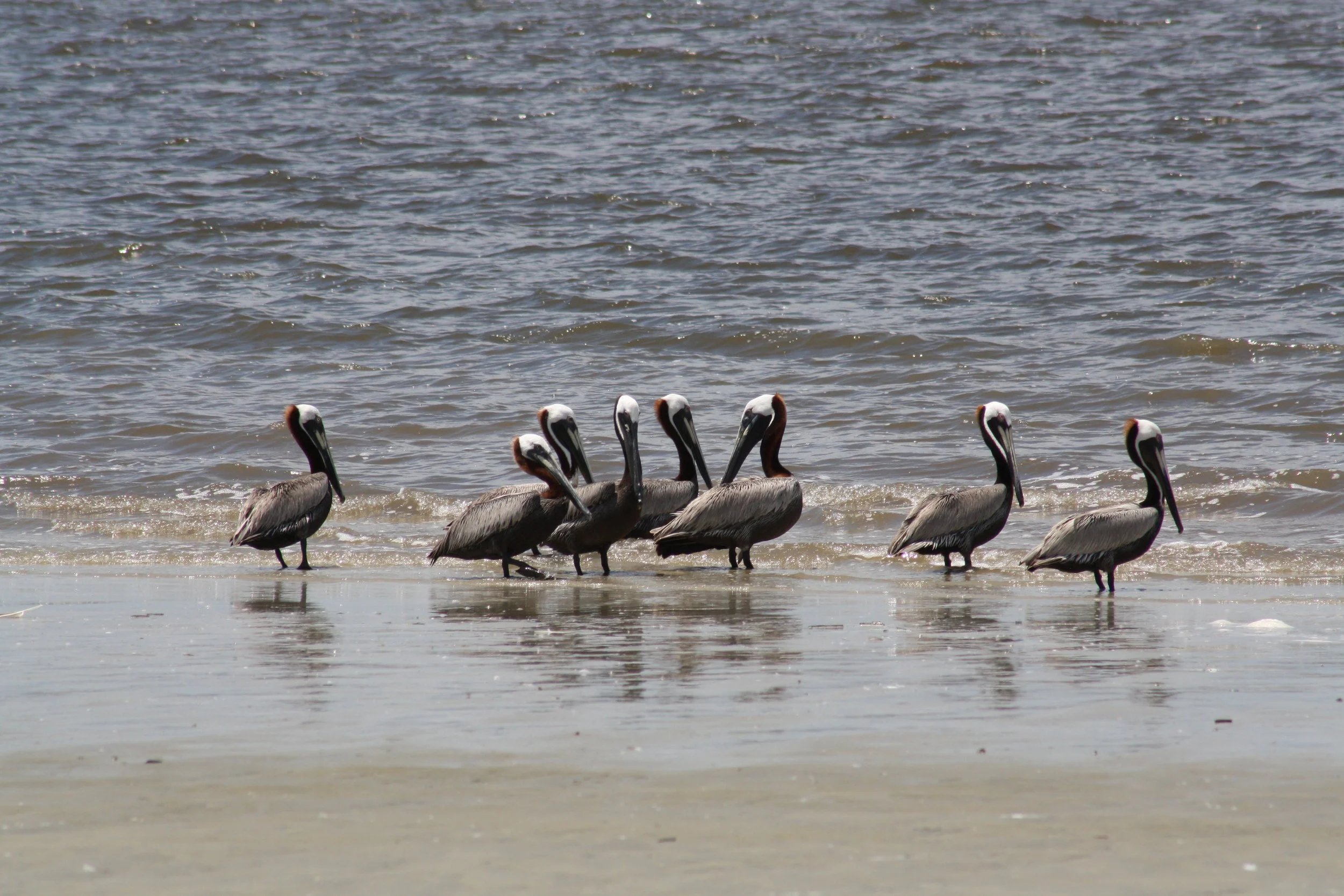Brown Pelican, Jekyll Island, GA, 2025.