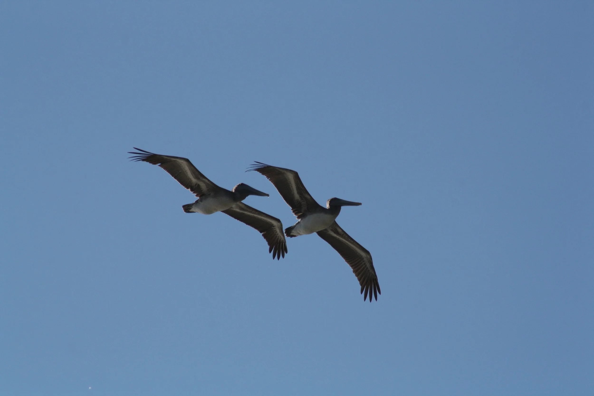 Brown Pelican, Tybee Island, GA, 2025.