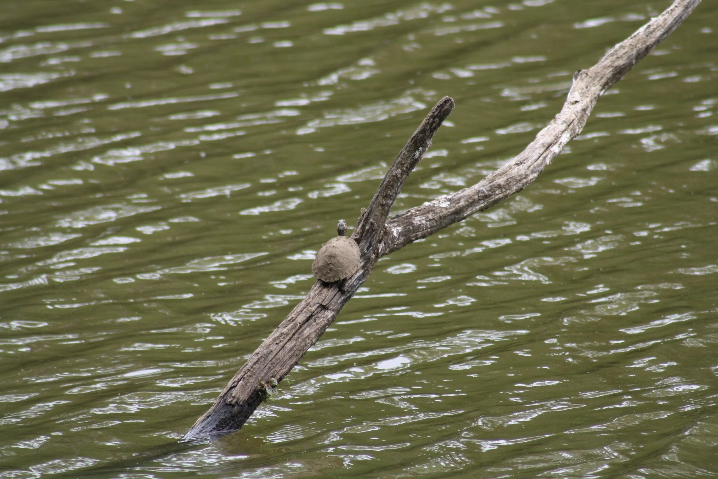 Turtle, Atlanta, GA, 2025.