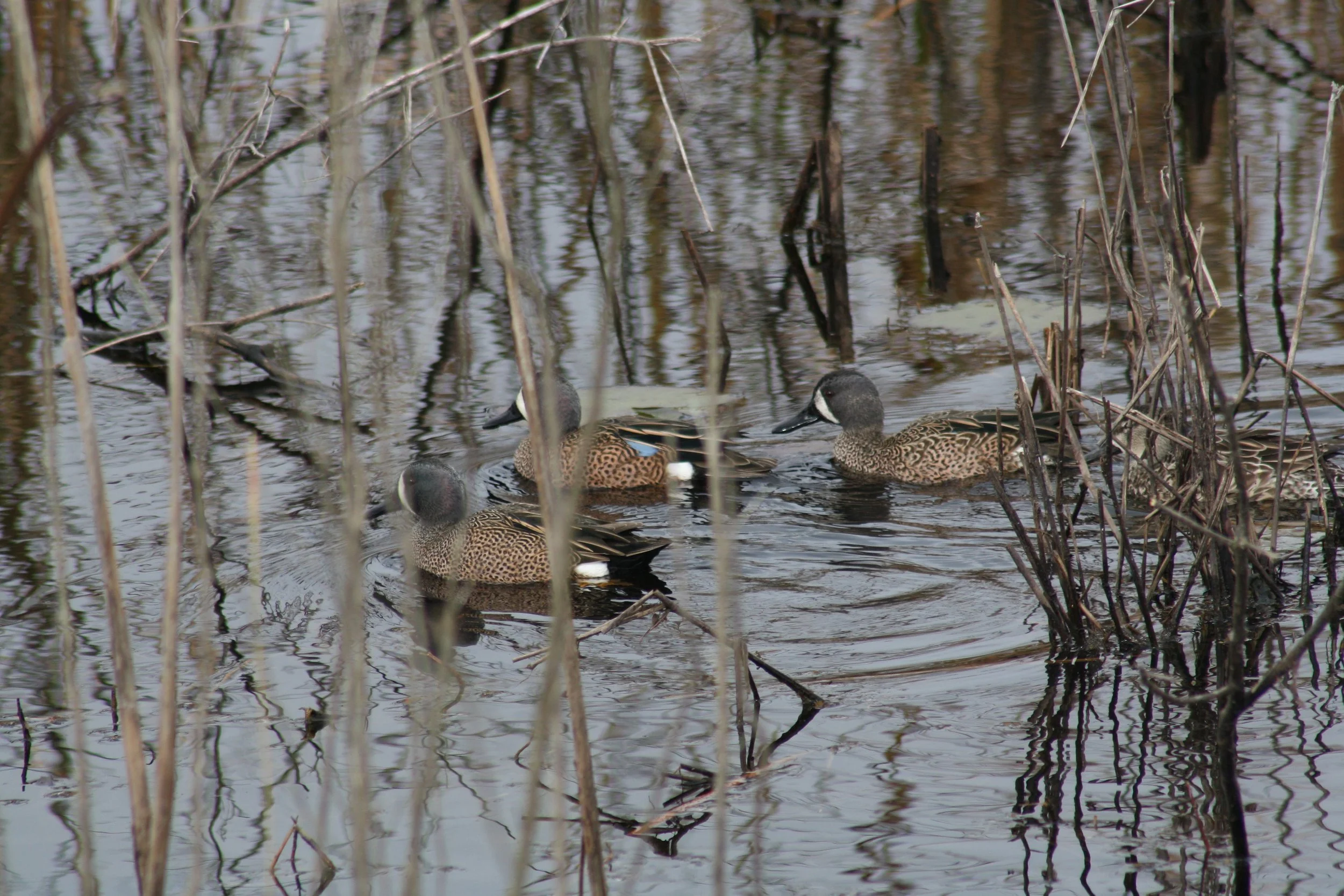 Blue Winged Teal, Savannah, GA, 2026.