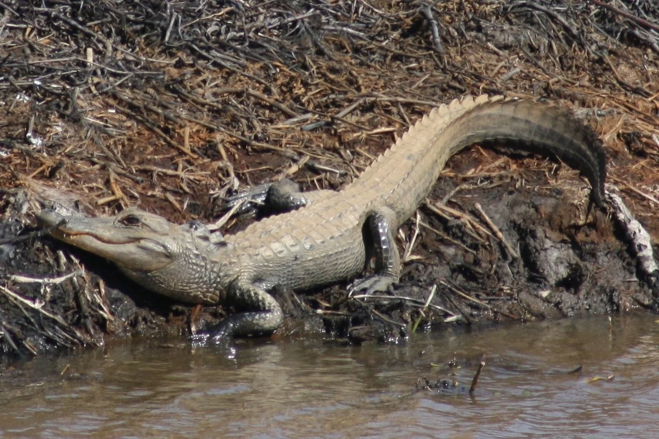 Alligator, Savannah, GA, 2026.