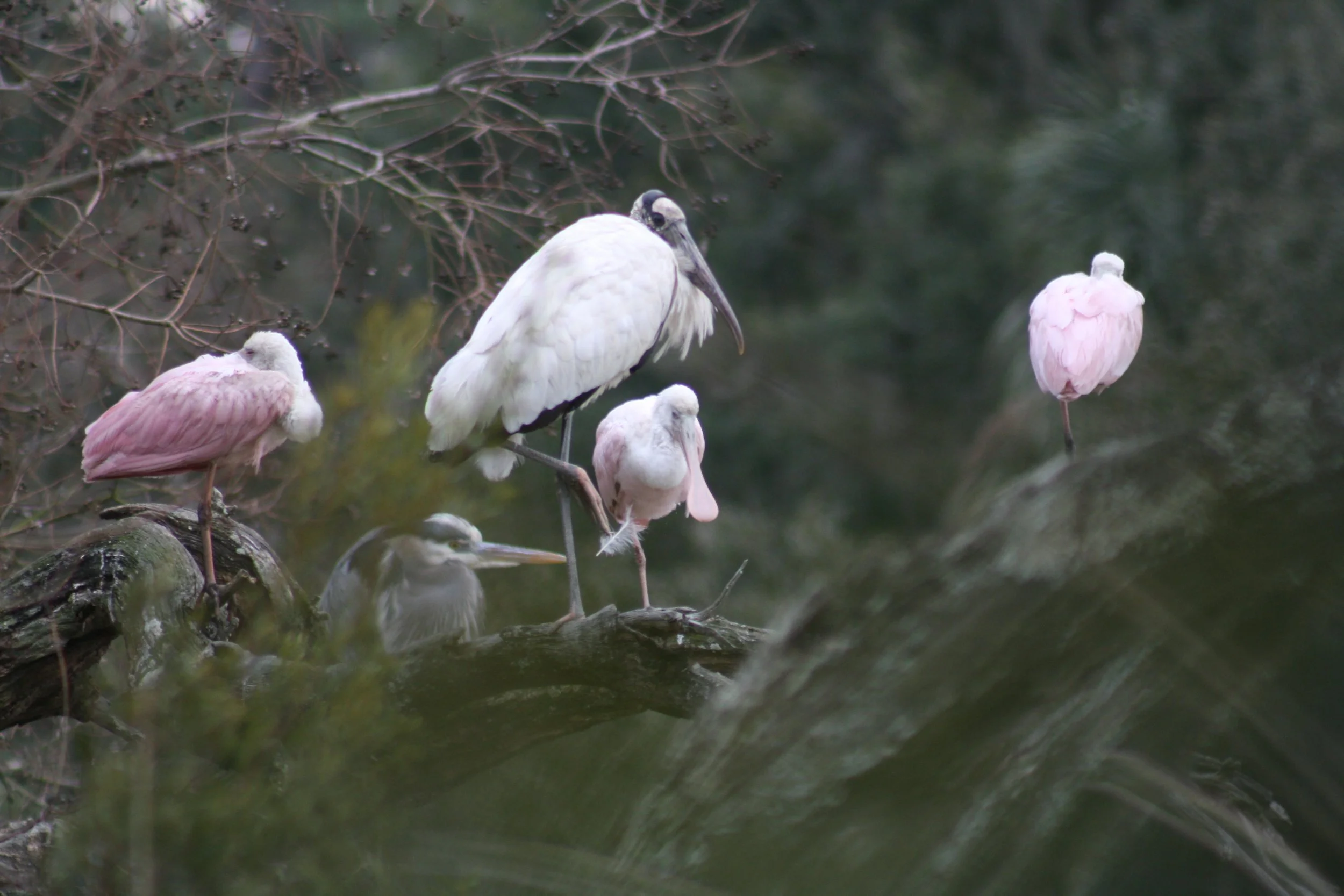 Wood Stork, Roseate Spoonbill, and Great Blue Heron, Skidaway Island, GA, 2026.