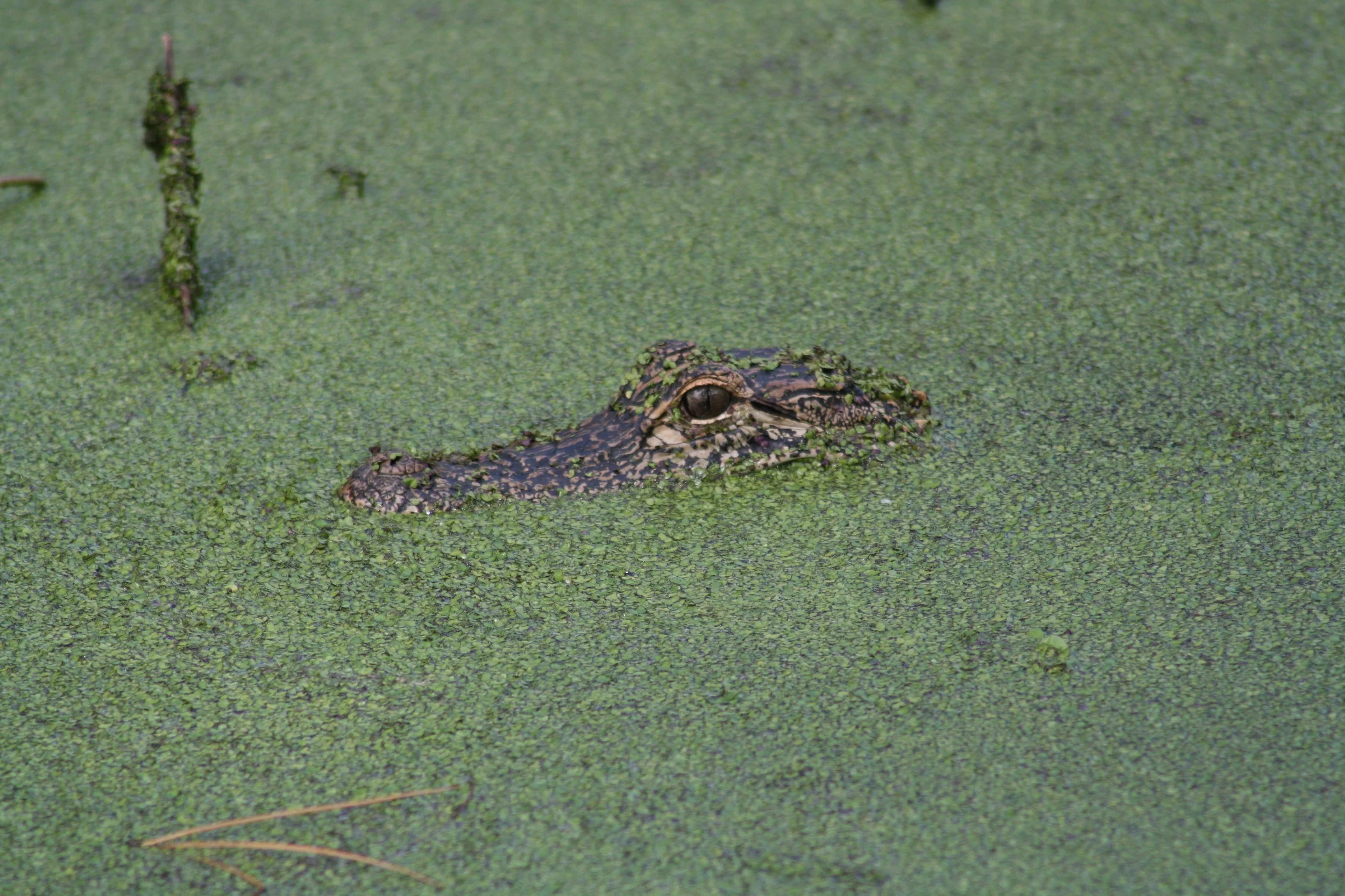 Alligator, Skidaway Island, GA, 2025.