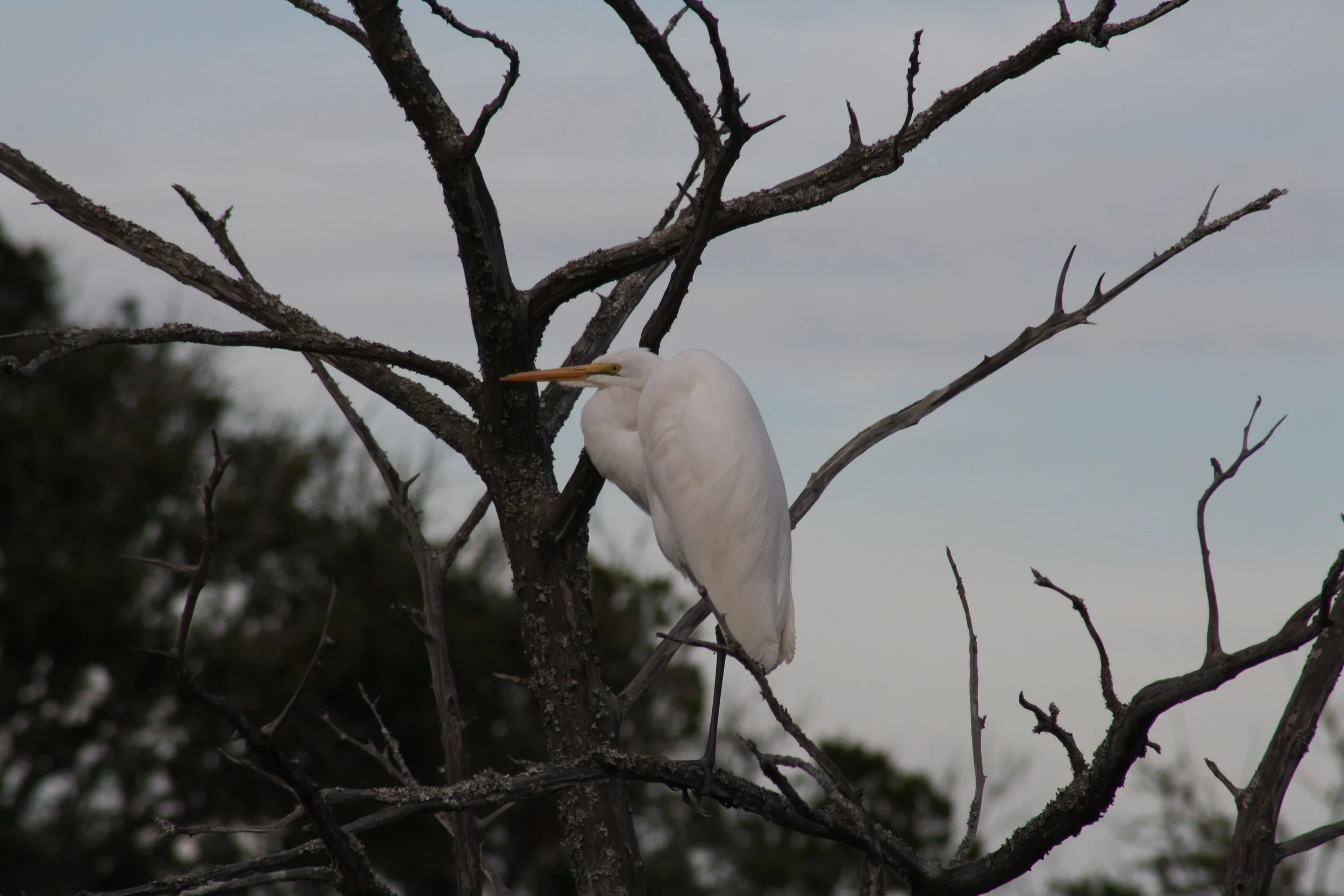 Great Egret, Jekyll Island, GA, 2026.
