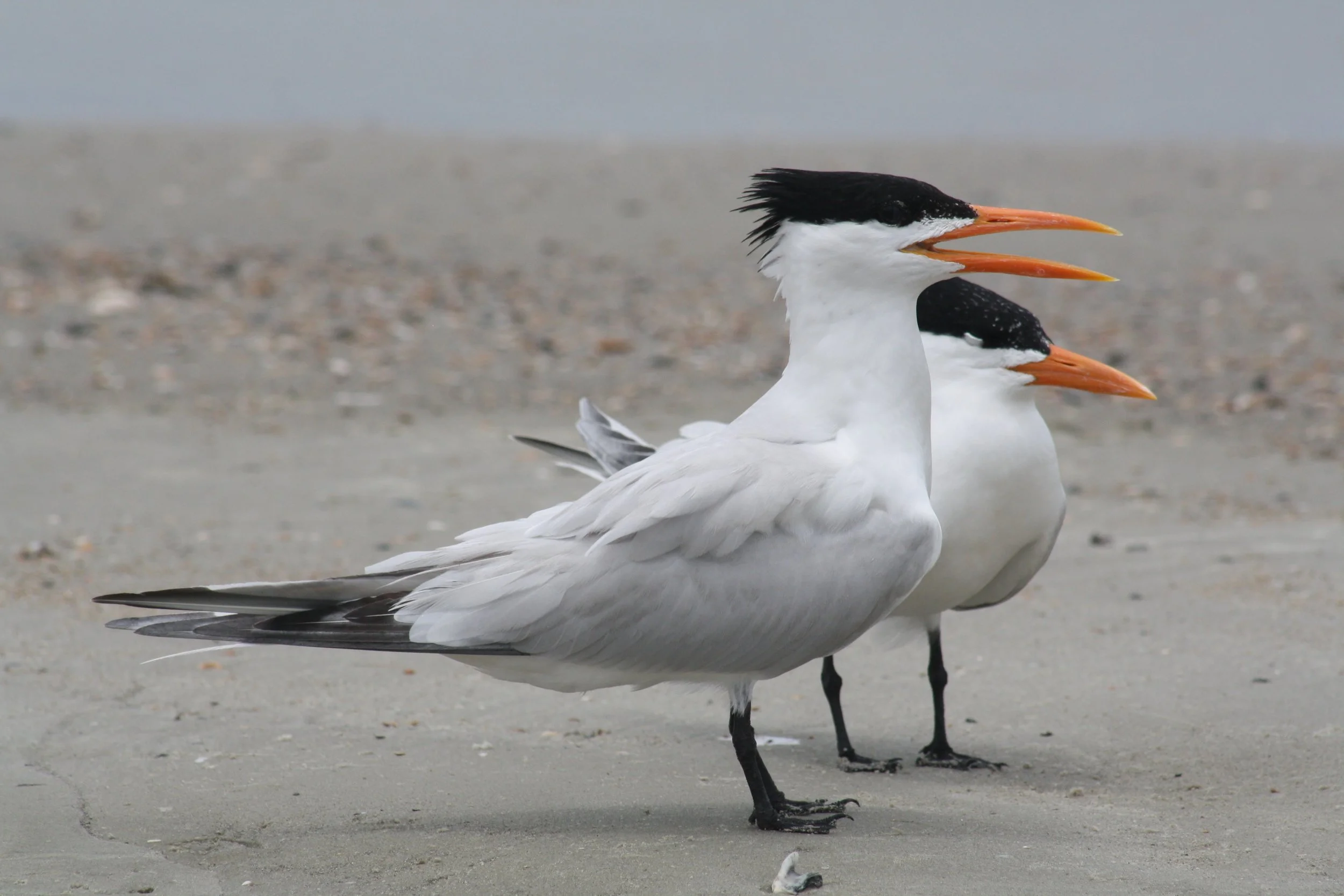 Royal Tern, Tybee Island, GA, 2026.