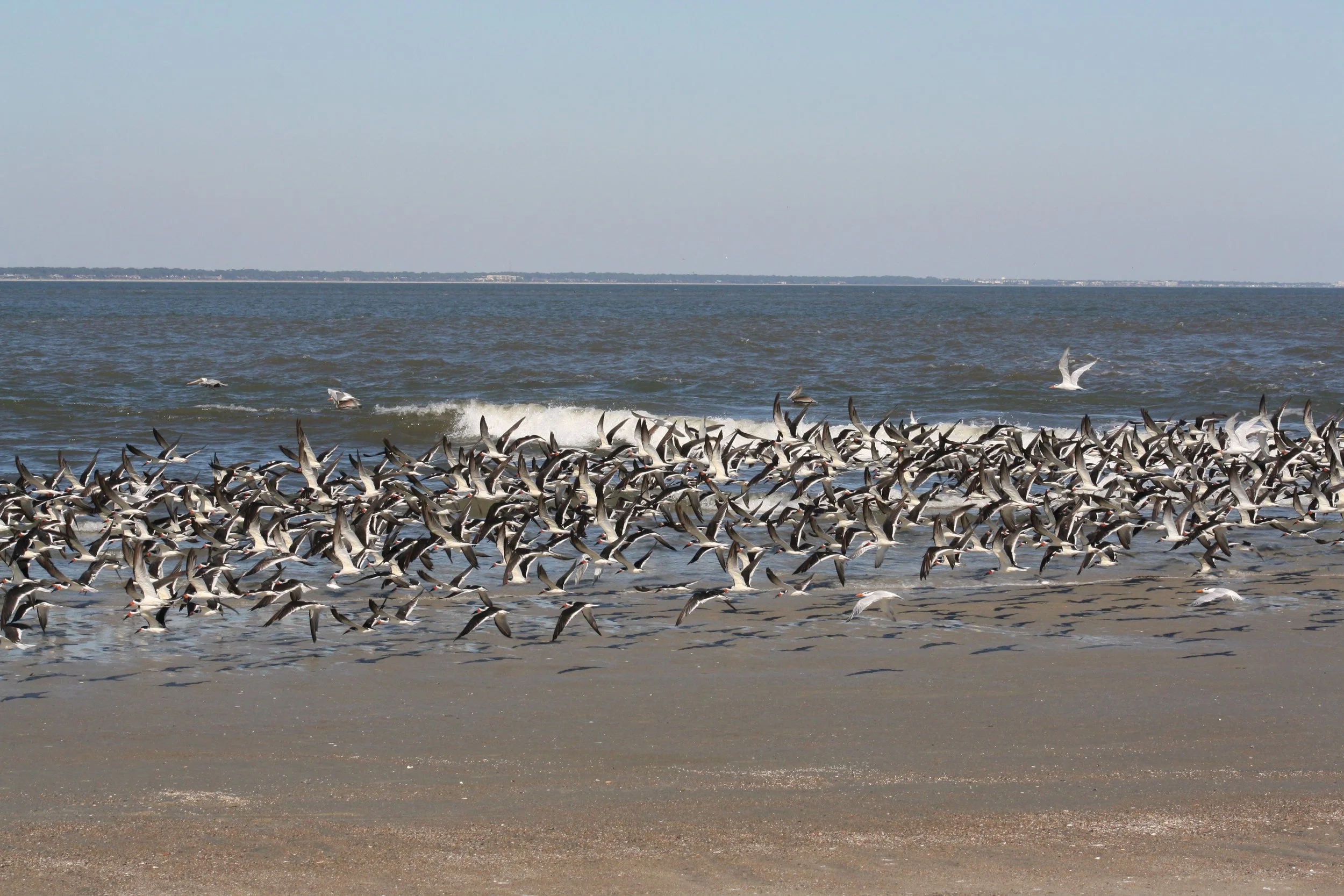 Black Skimmer, Tybee Island, GA, 2025.