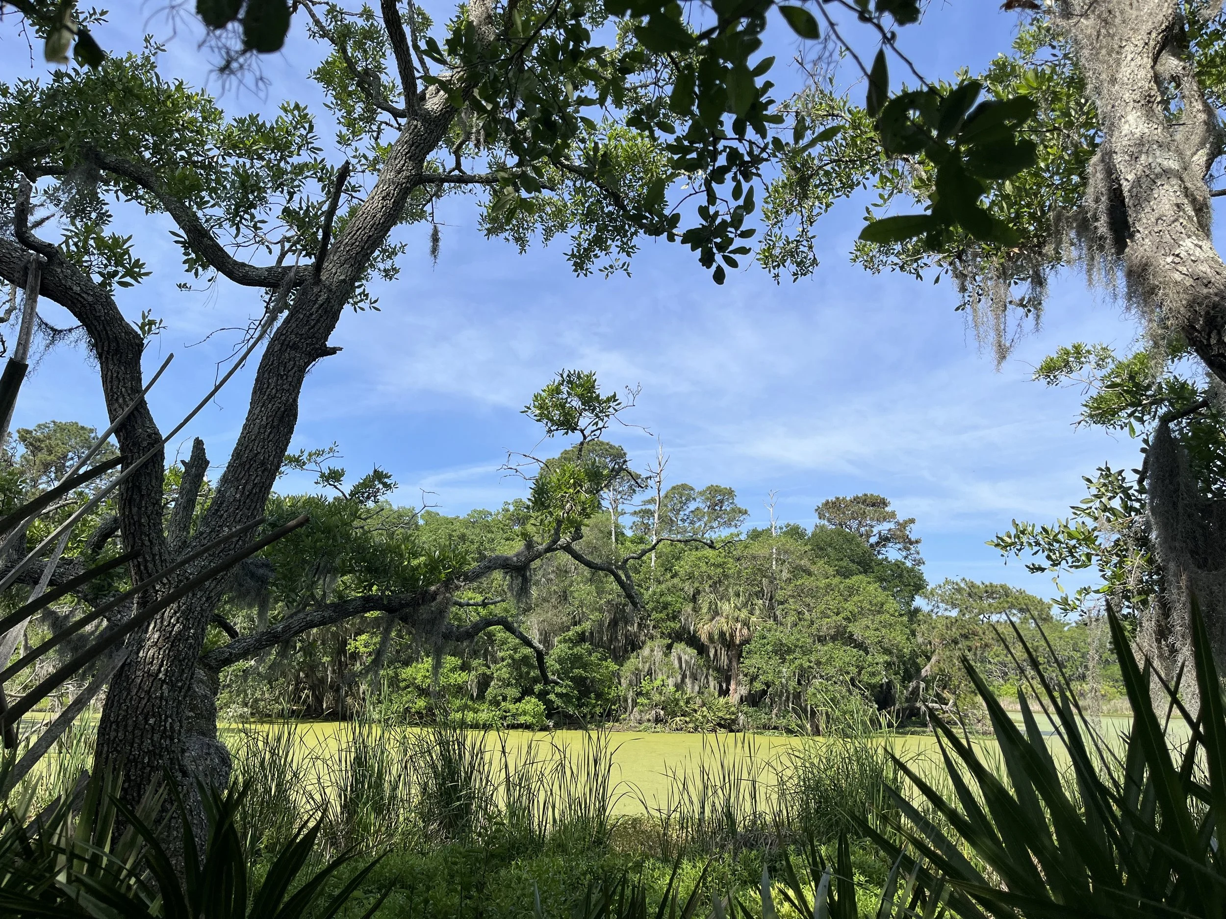 Skidaway Island, GA, 2025.