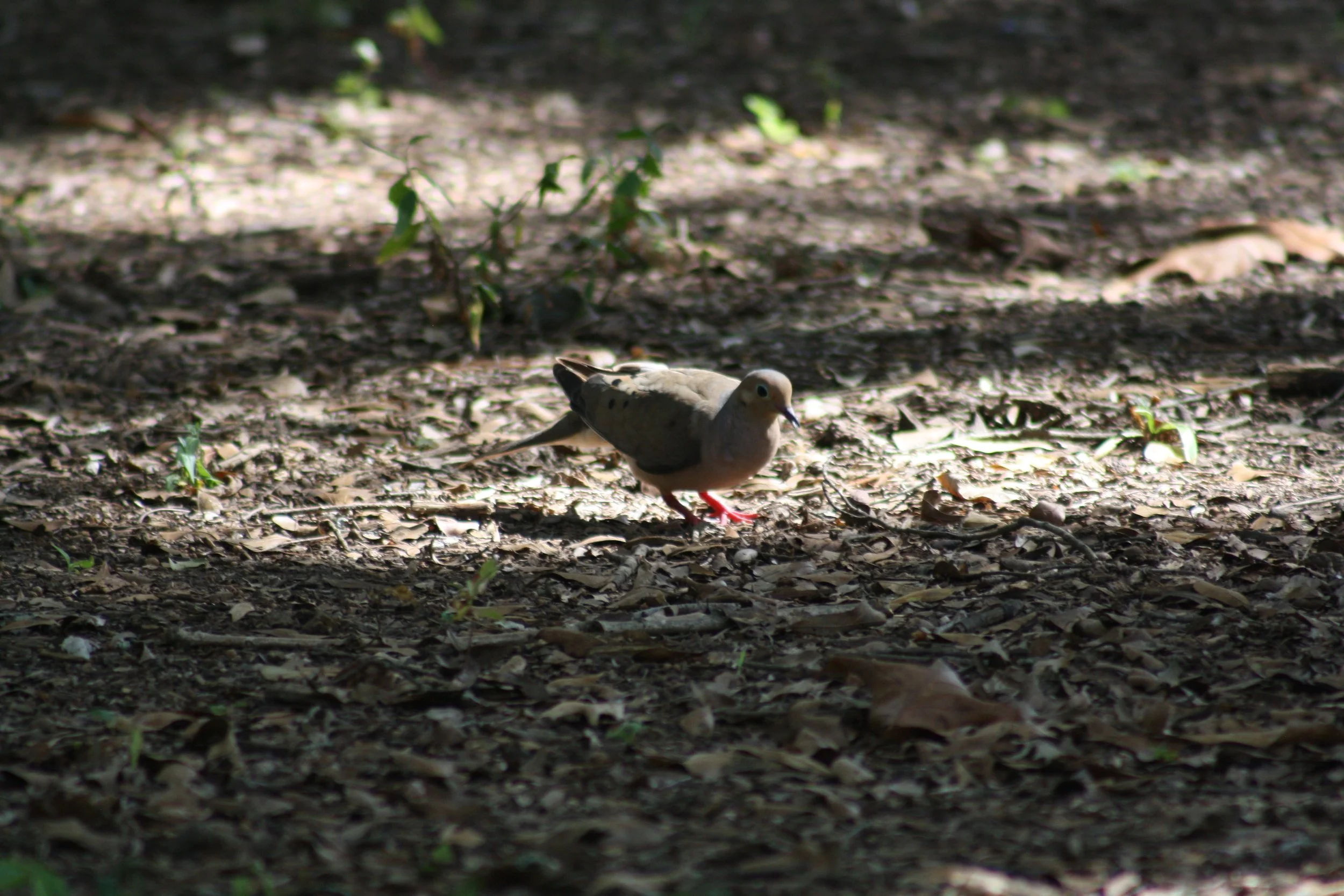Mourning Dove, Auburn, GA, 2025.