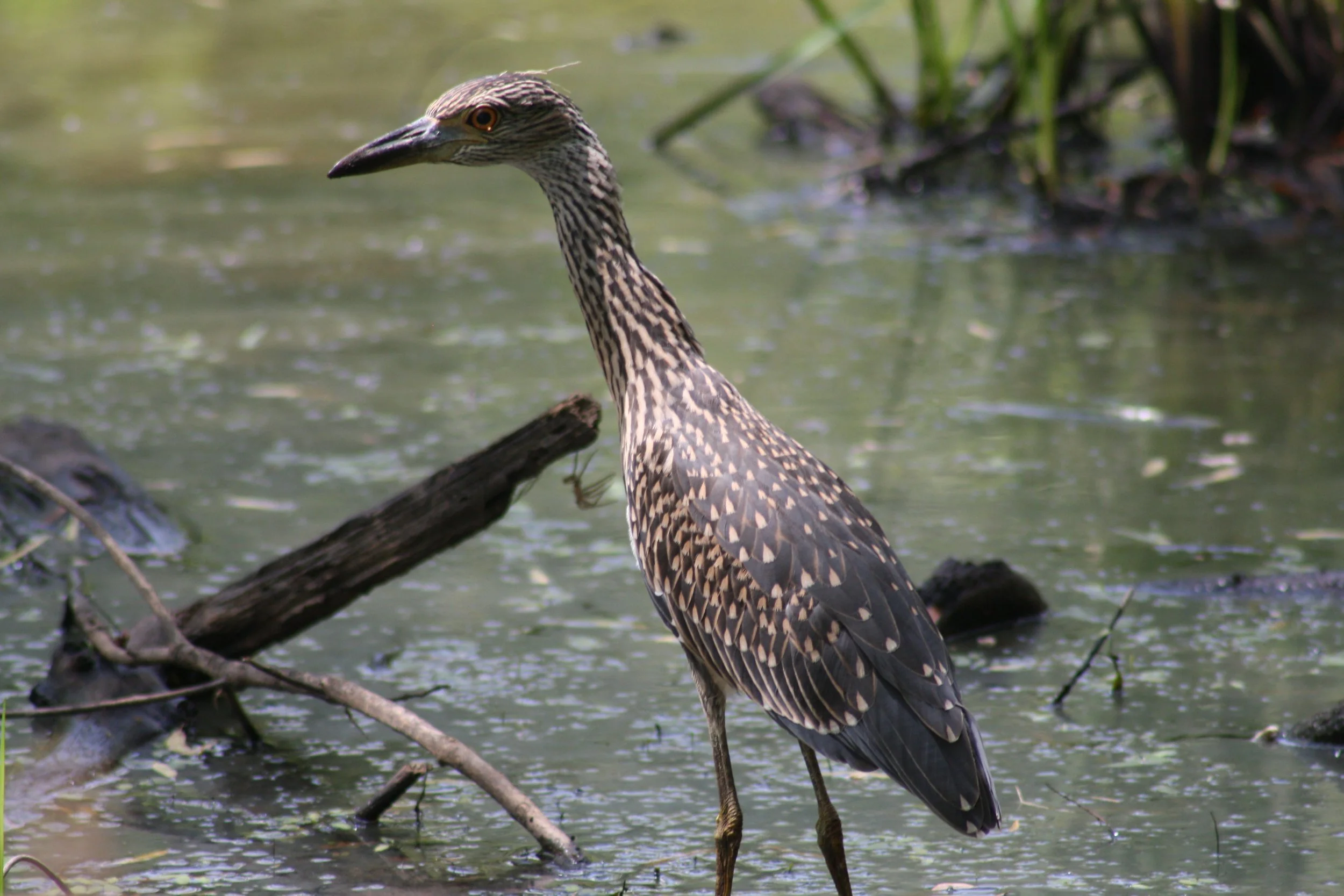 Yellow Crowned Night Heron, Suwanee, GA, 2025.