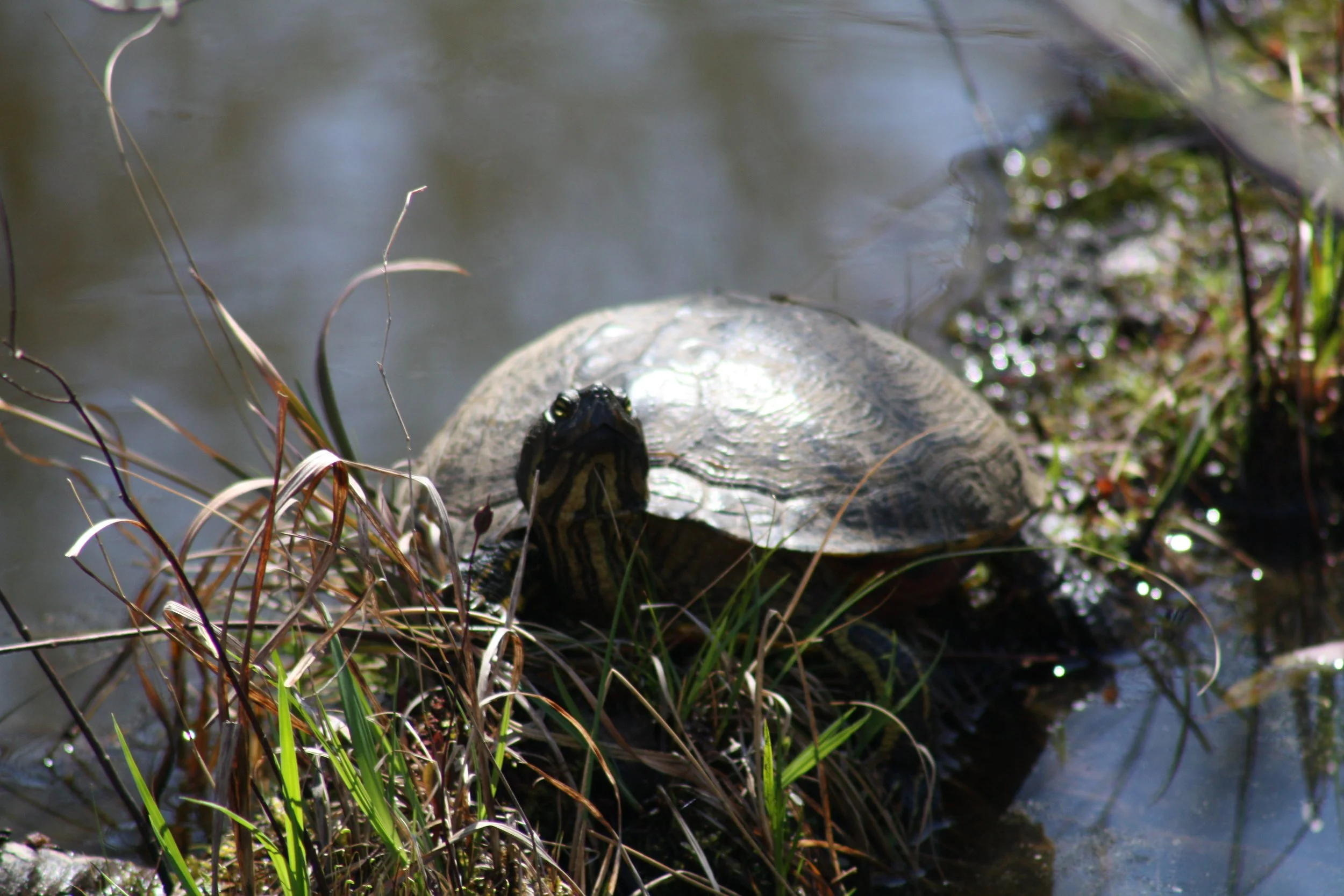 Turtle, Cochran Shoals, GA, 2025.