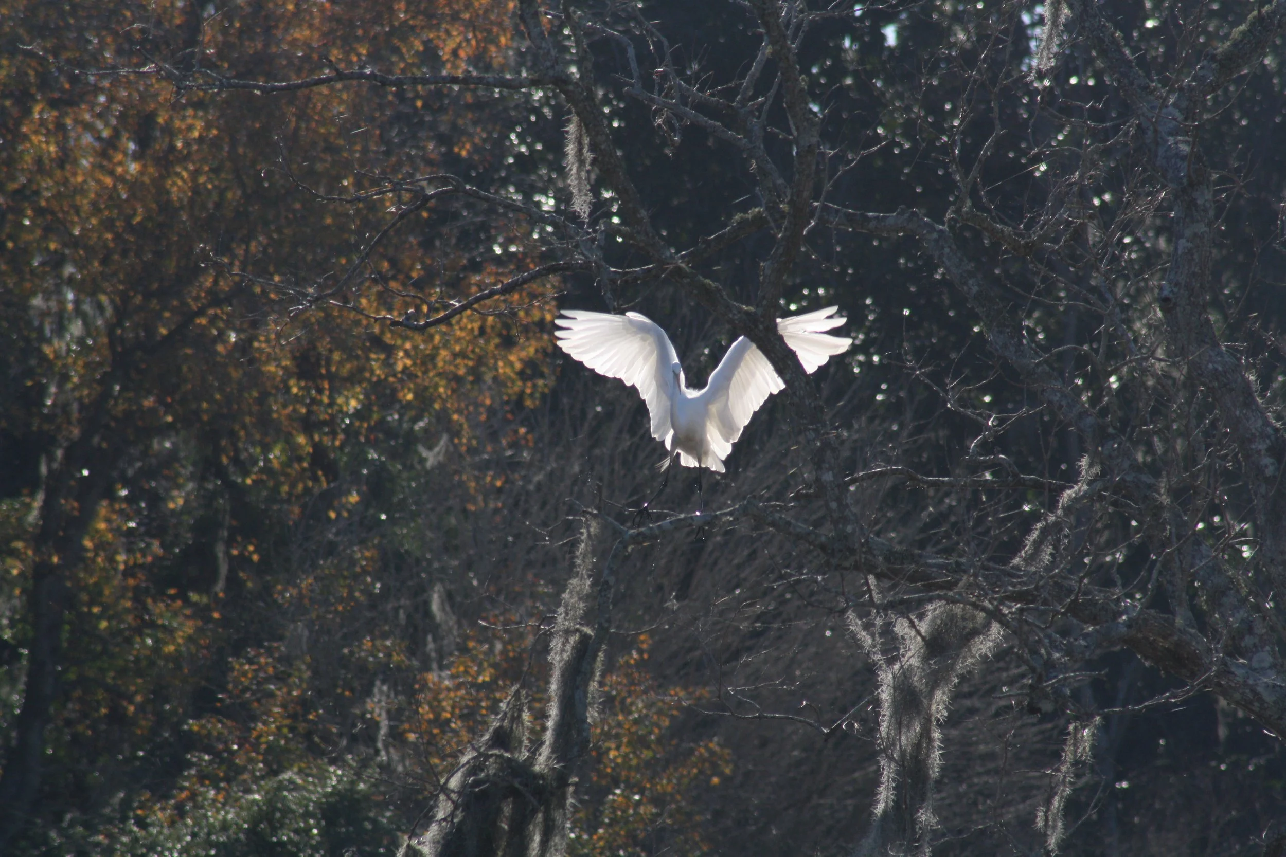 Great Egret, Savannah, GA, 2025.