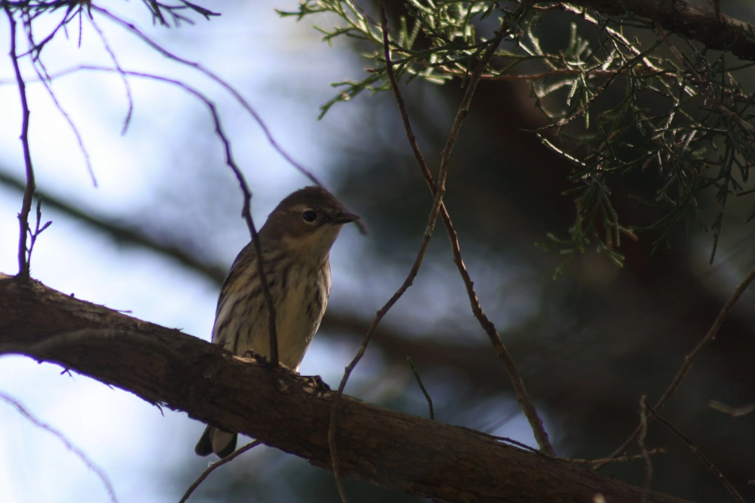 Yellow Rumped Warbler, Skidaway Island, GA, 2026.