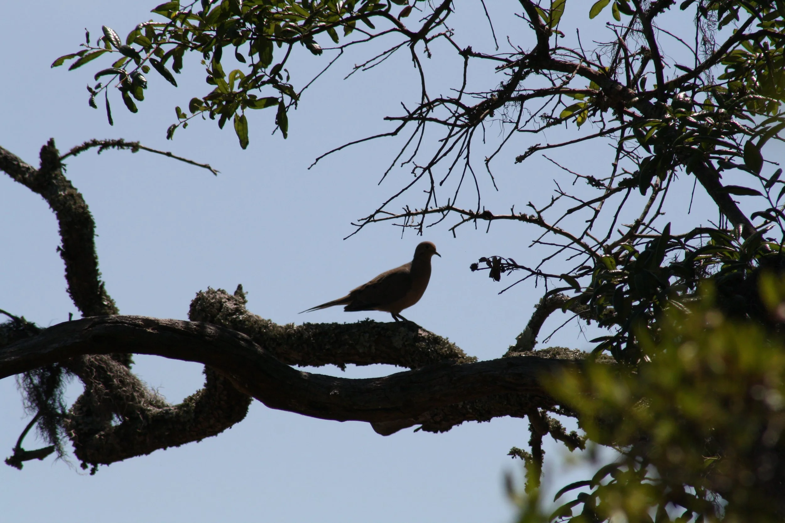 Mourning Dove, Skidaway Island, GA, 2025.