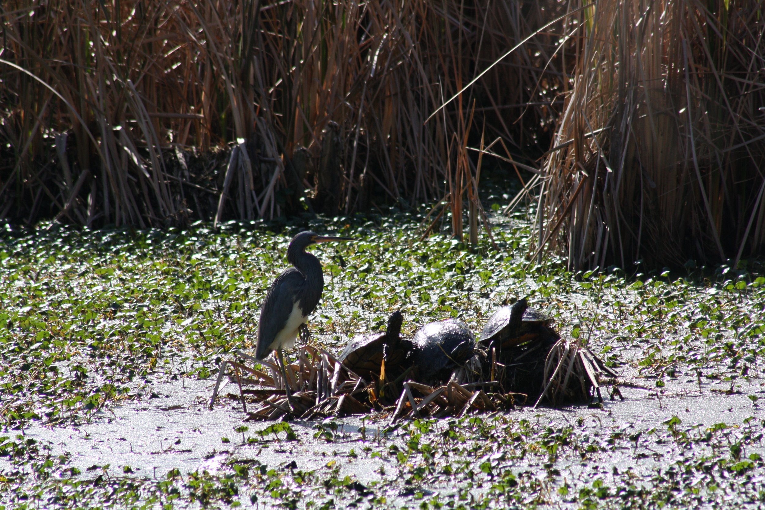 Tricolored Heron, Skidaway Island, GA, 2026.