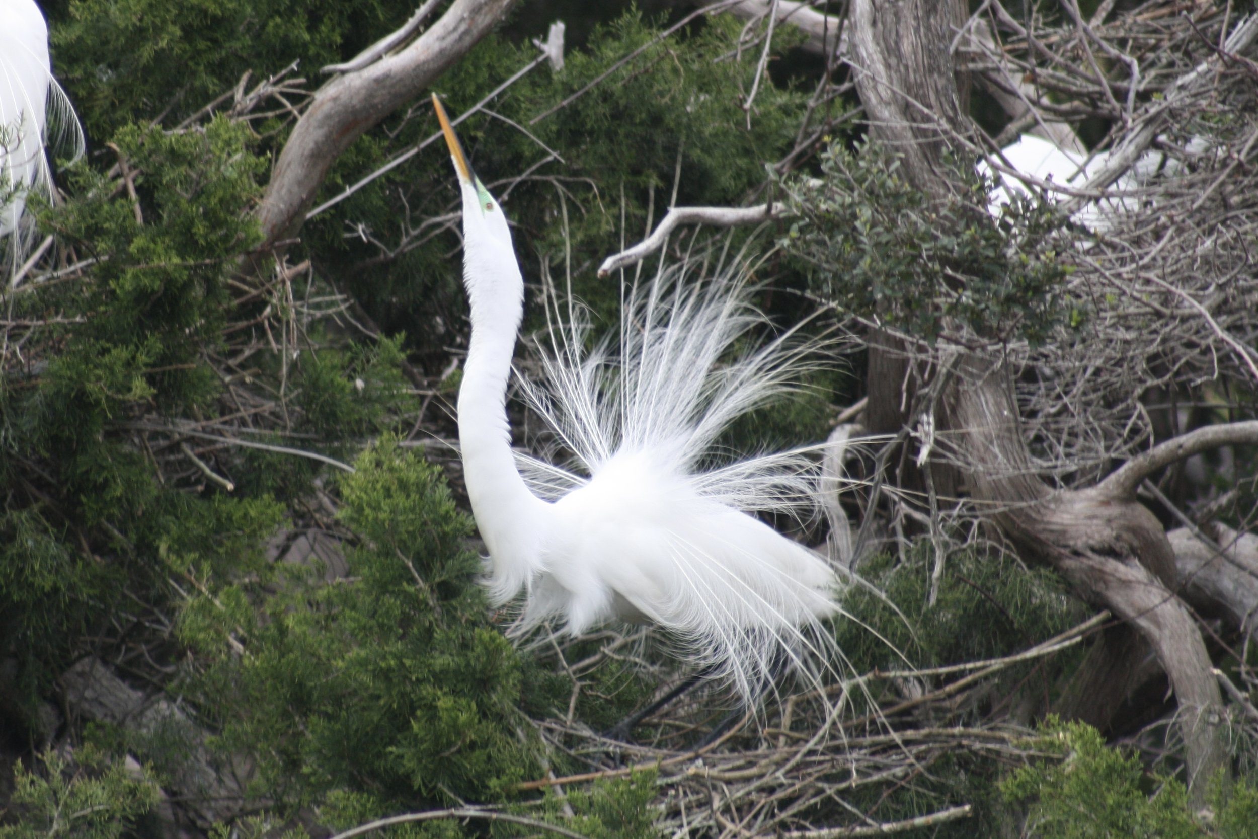 Great Egret, Hilton Head Island, SC, 2026.