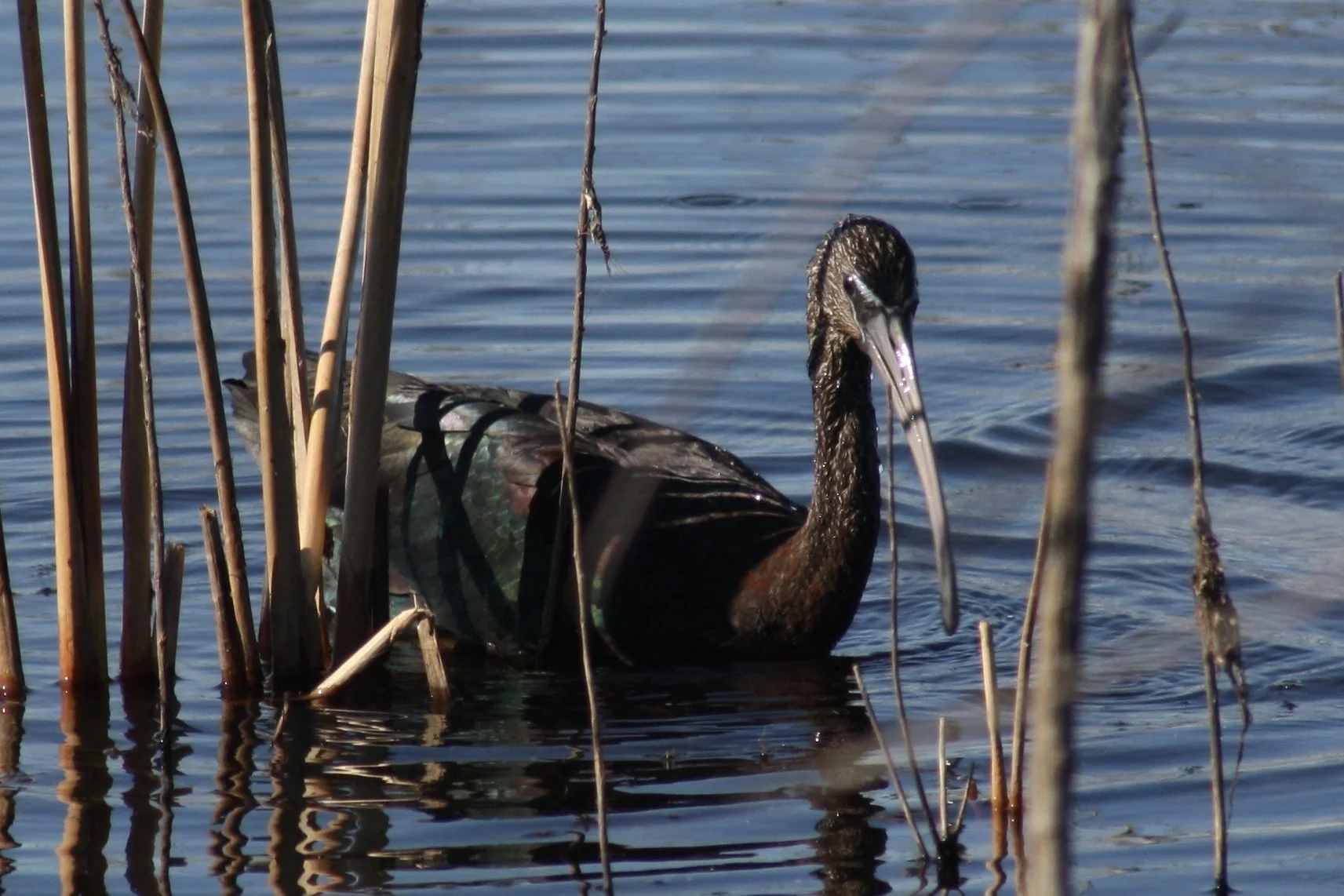 Glossy Ibis, Savannah, GA, 2026.