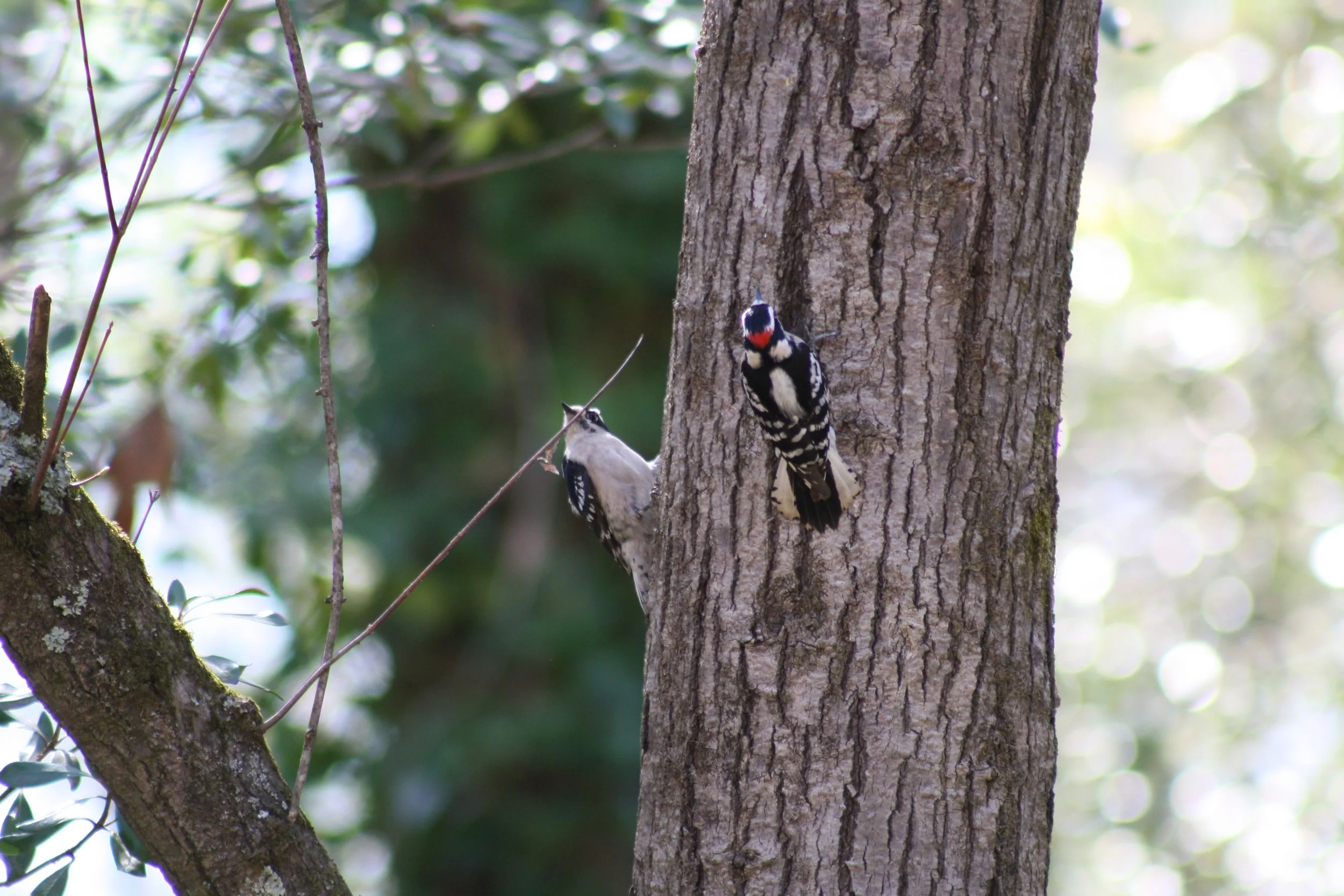 Downy Woodpecker, Roswell, GA, 2025.