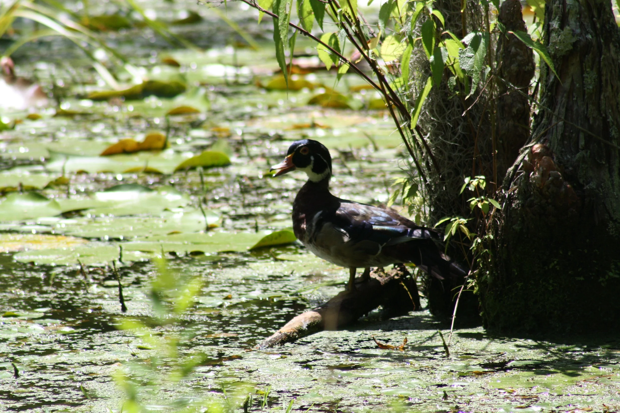 Wood Duck, Charleston, SC, 2026.