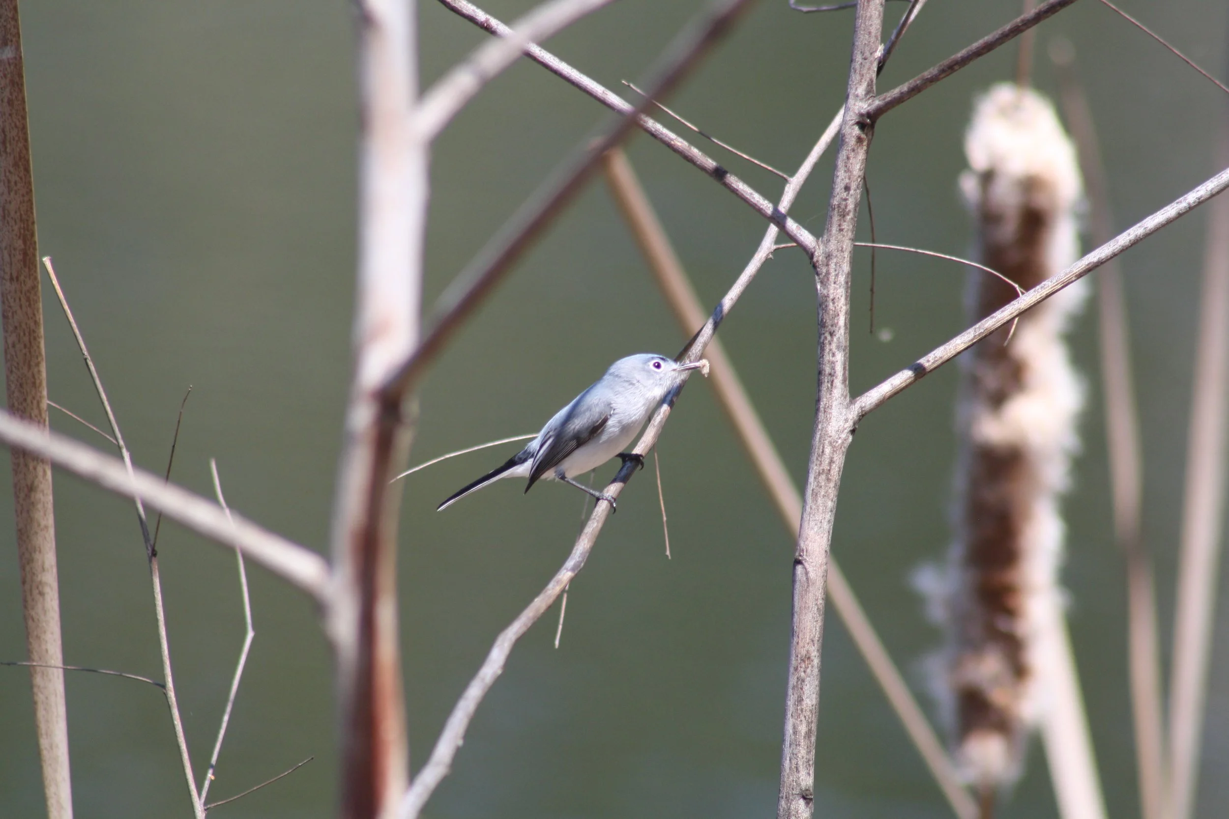 Blue Gray Gnatcatcher, Hilton Head Island, SC, 2026.