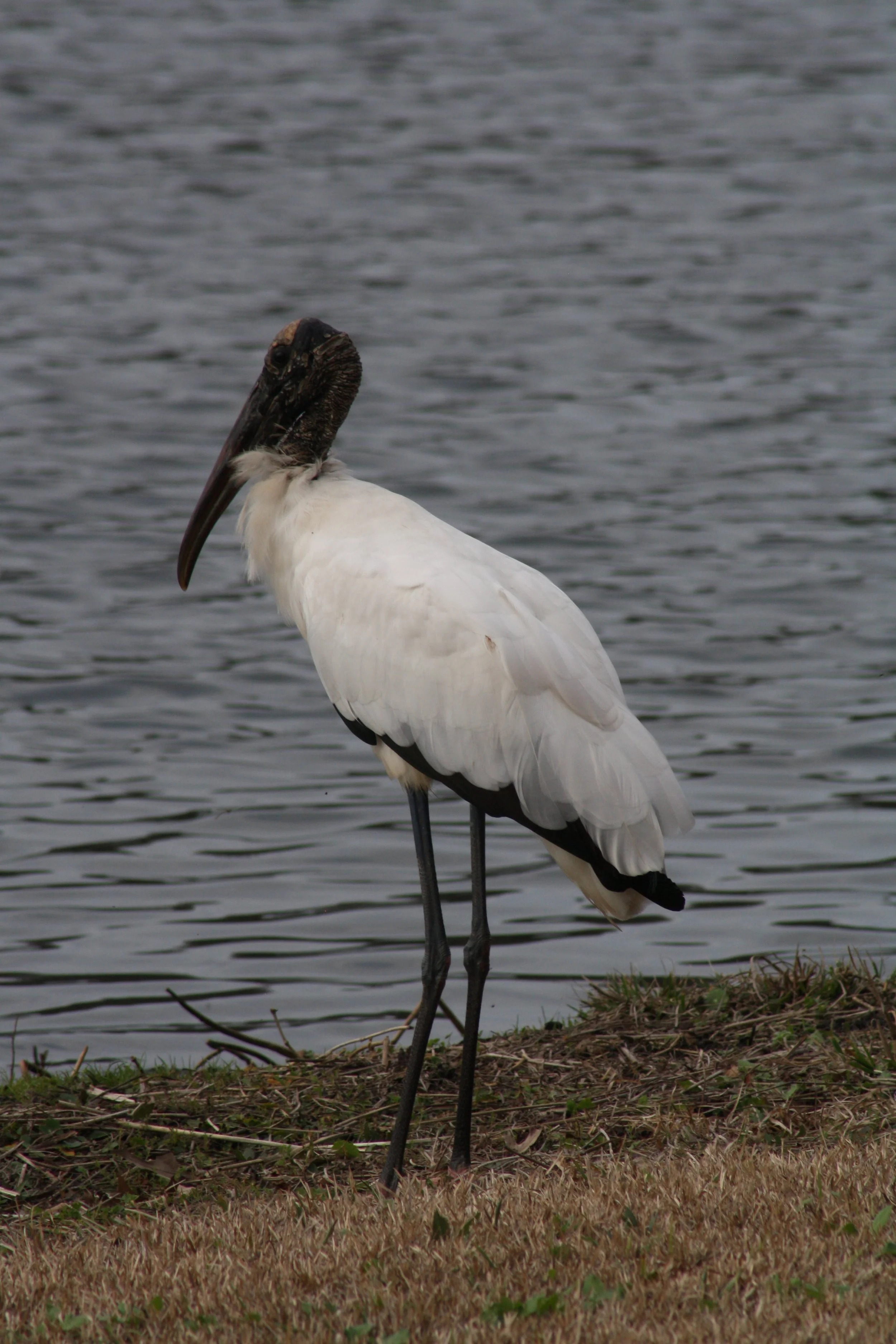 Wood Stork, Savannah, GA, 2026.