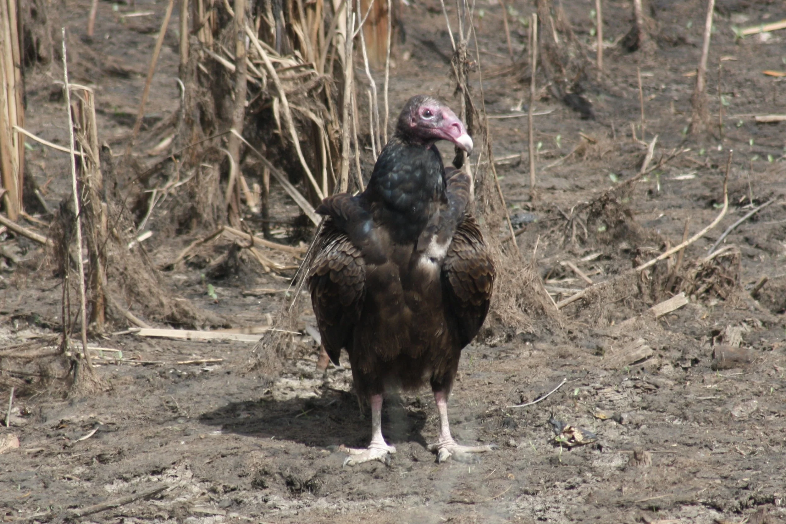 Turkey Vulture, Savannah, GA, 2026.