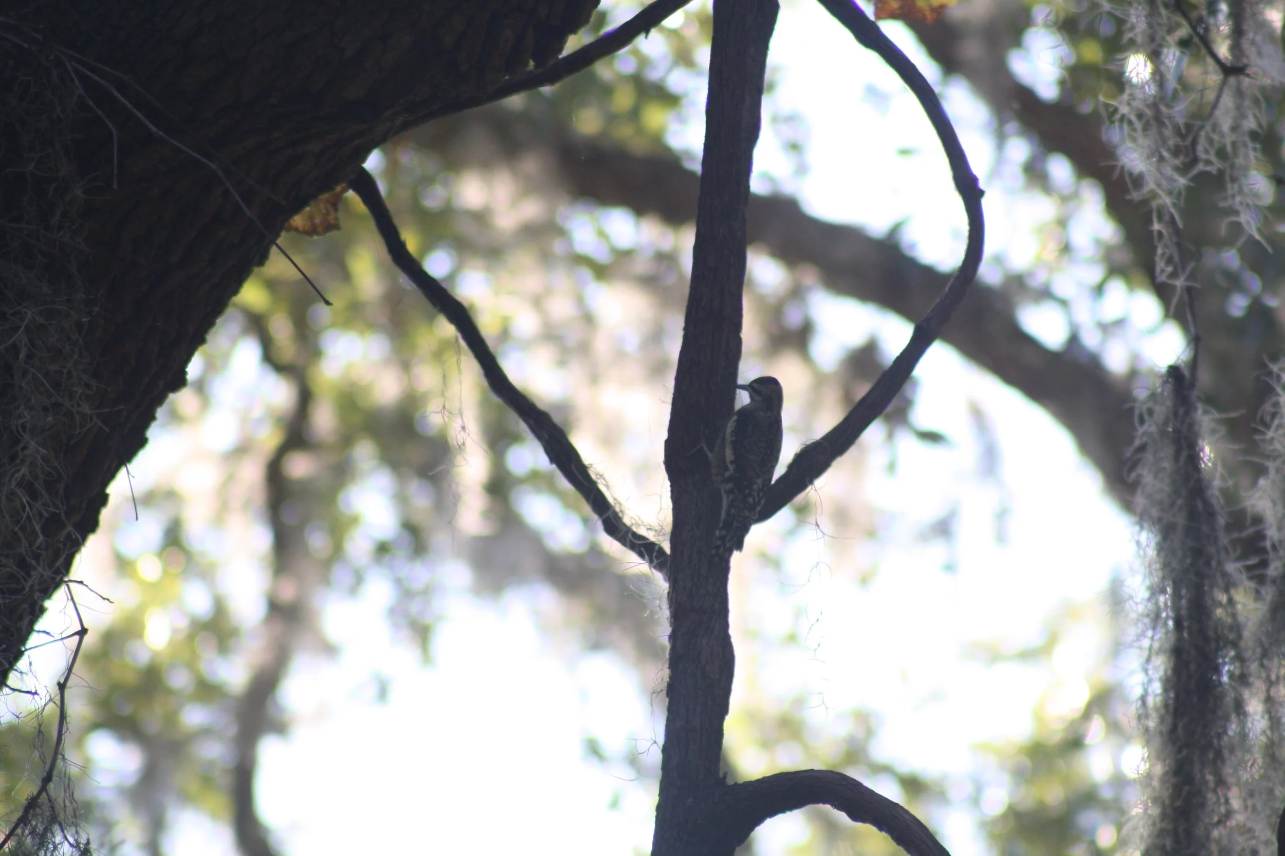 Yellow Bellied Sapsucker, Skidaway Island, GA, 2025.