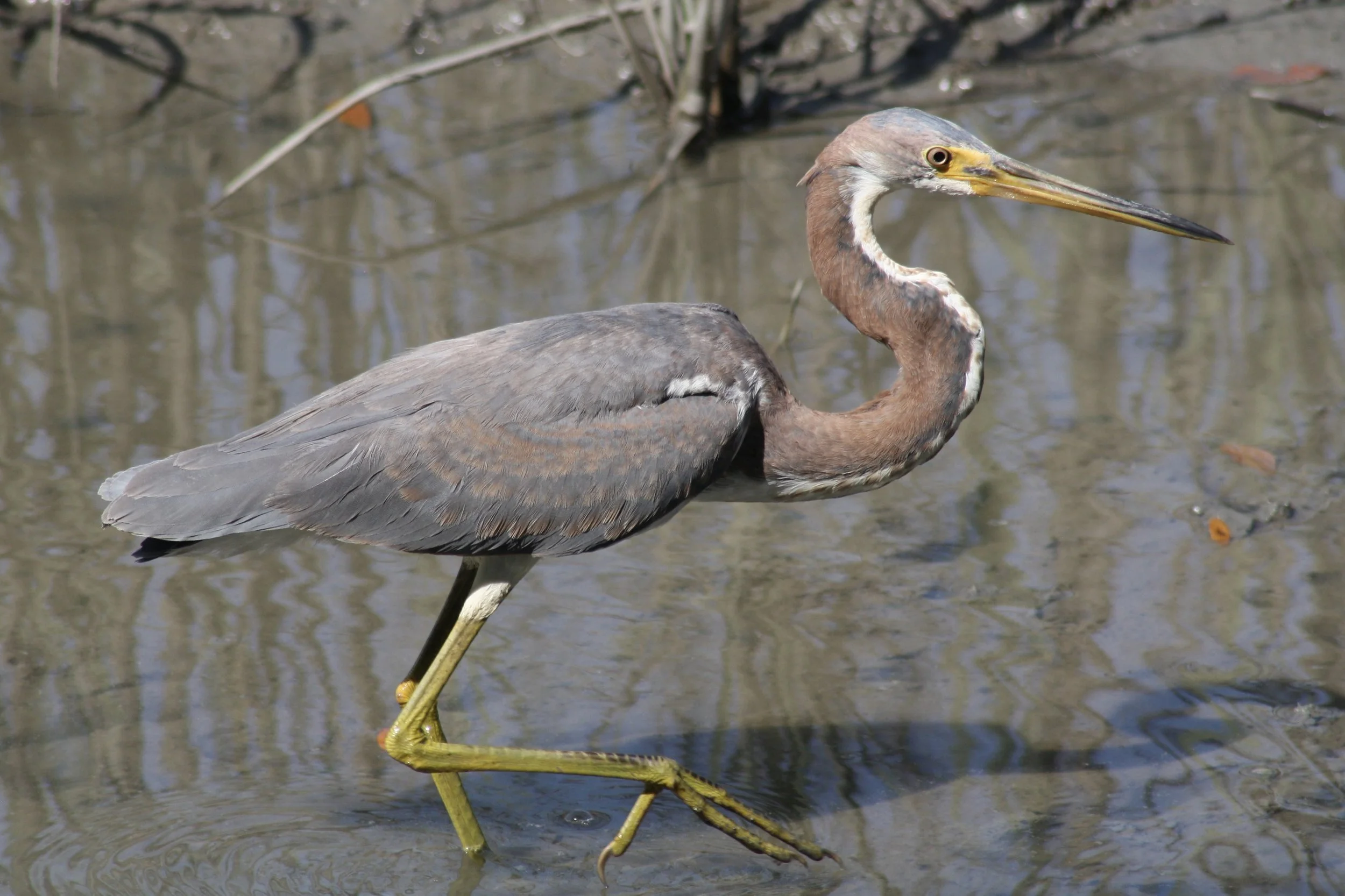 Tricolored Heron, Skidaway Island, GA, 2026.