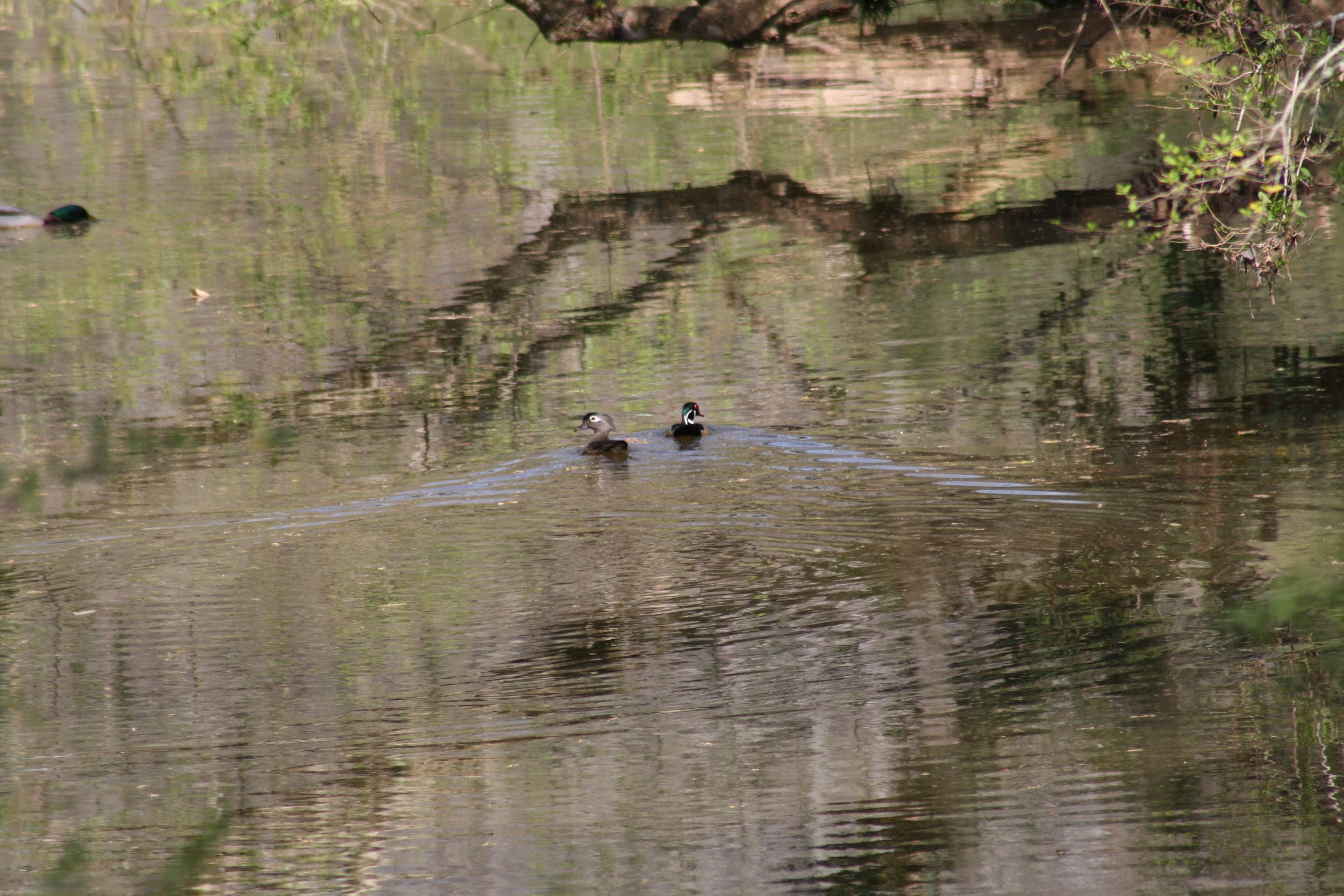 Wood Duck, Atlanta, GA, 2025.