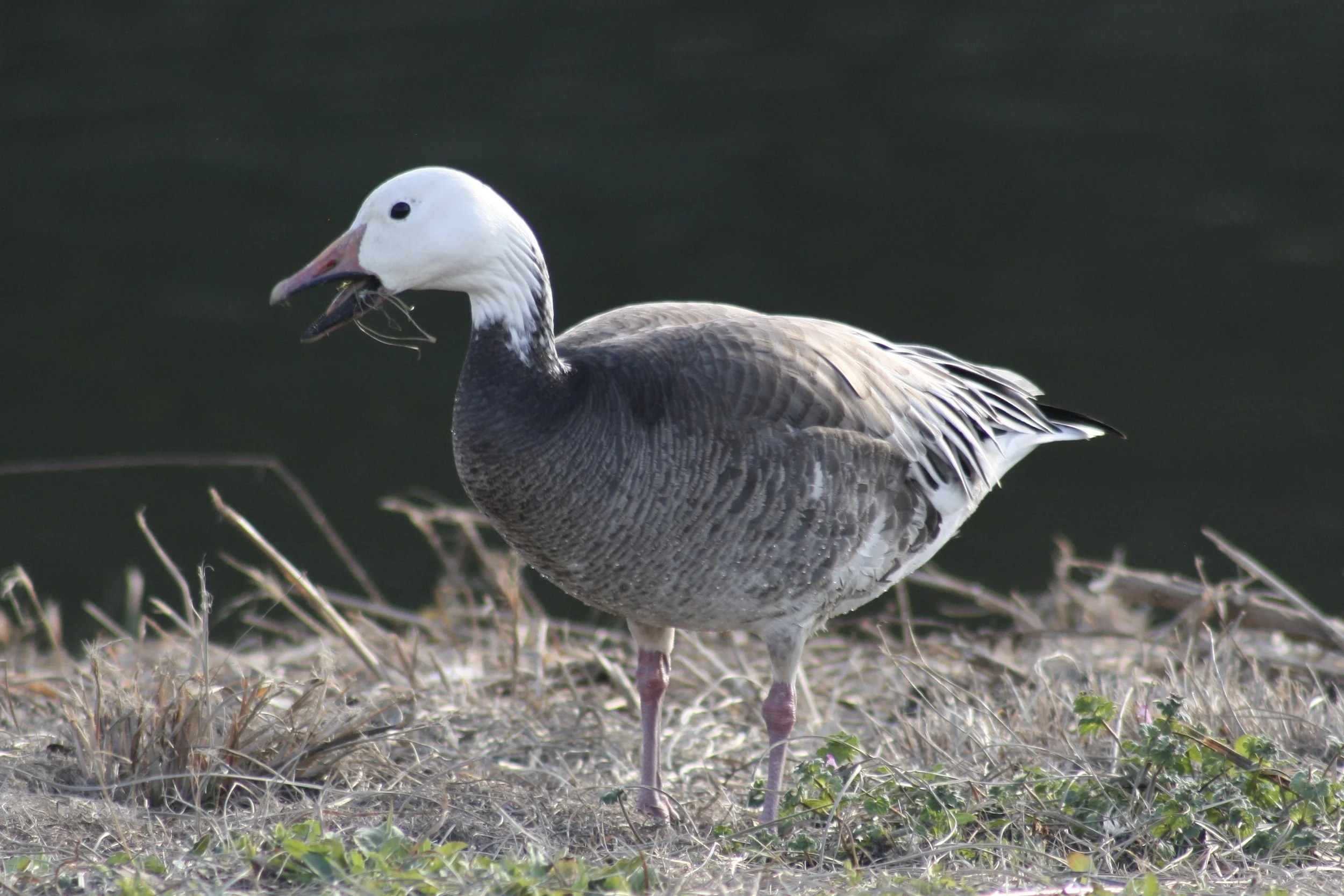 Snow Goose, Savannah, GA, 2026.