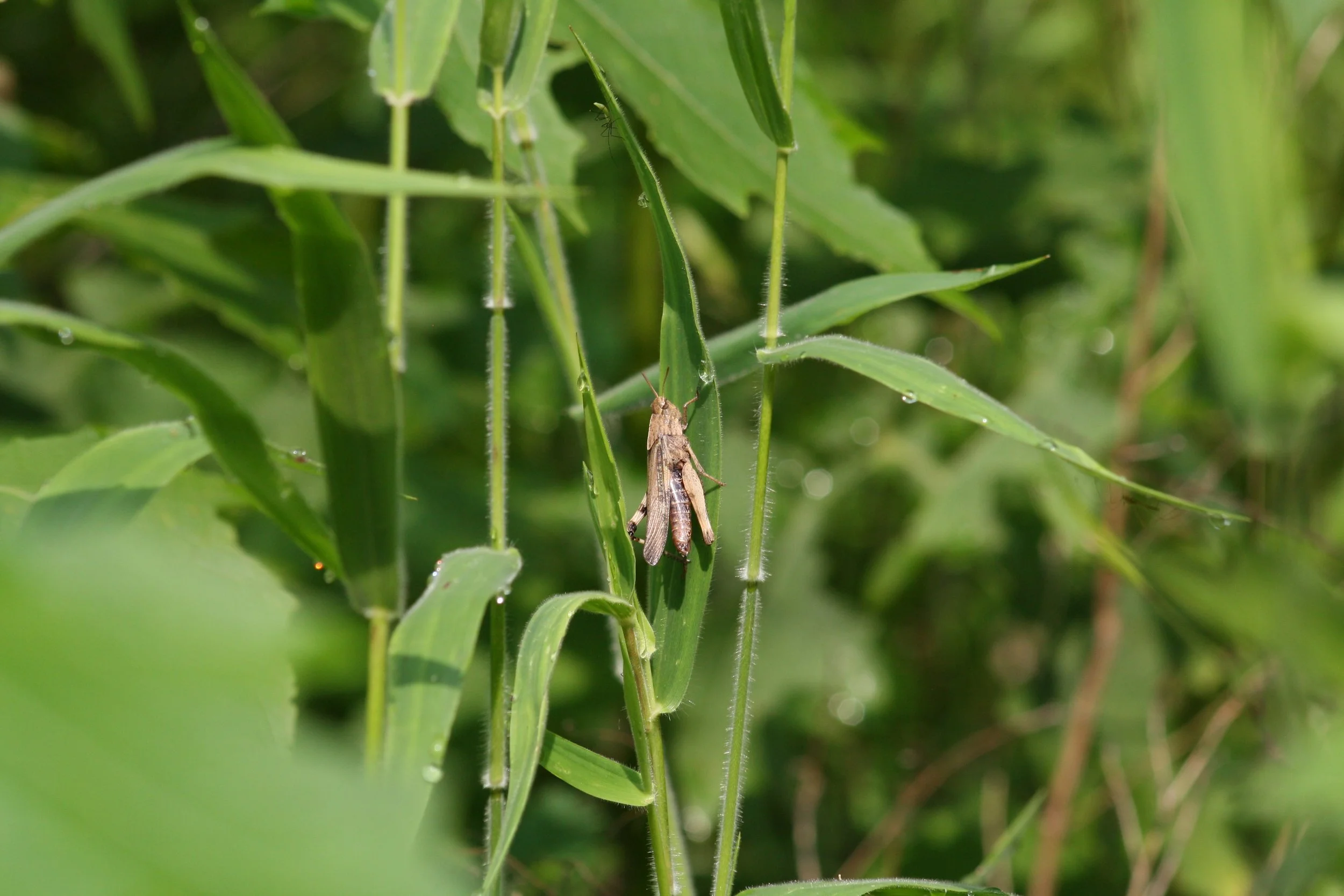 Cochran Shoals, GA, 2025.