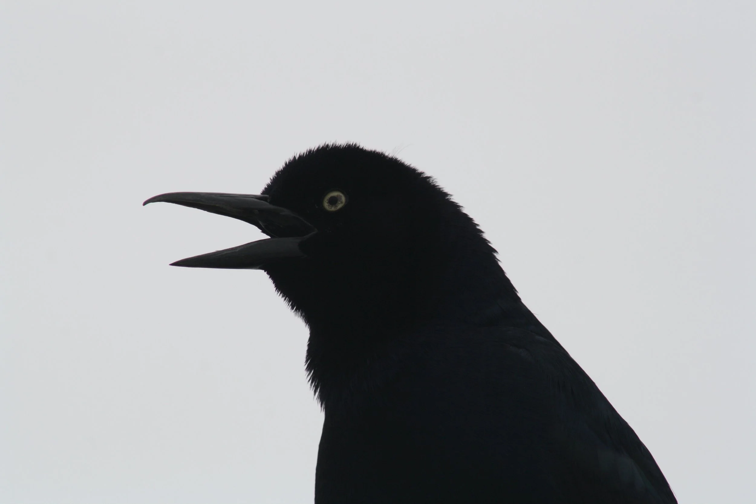 Boat Tailed Grackle, Tybee Island, GA, 2026.
