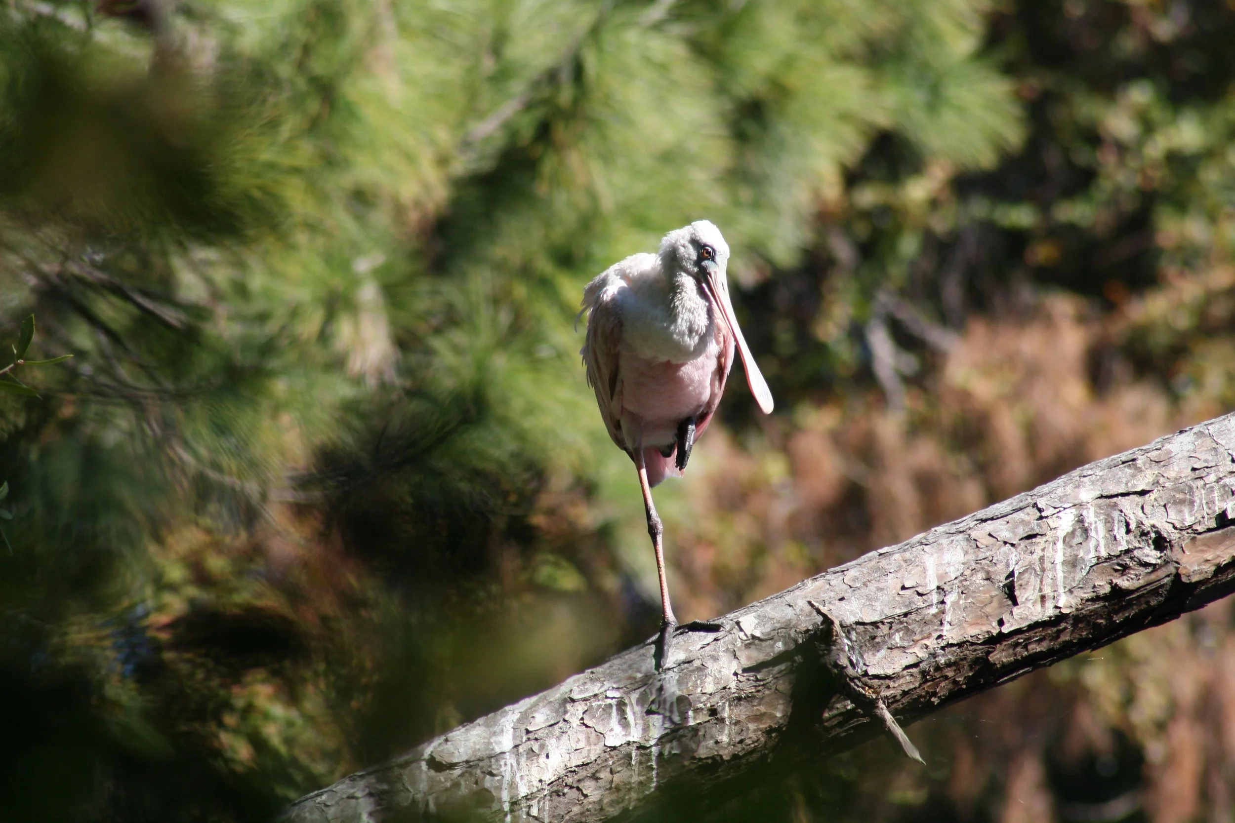 Roseate Spoonbill, Jekyll Island, GA, 2025.